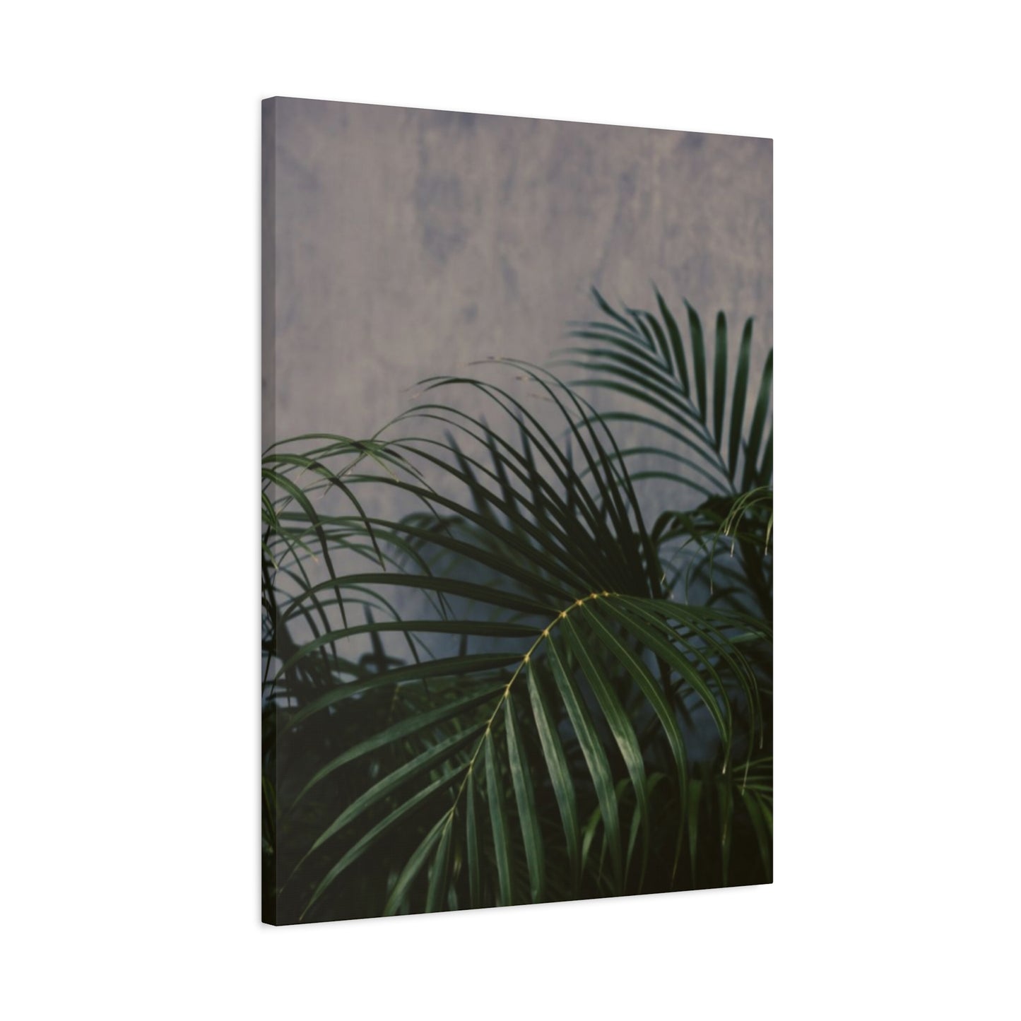 Leaves Of Palm Tree At Night Wall Art & Canvas Prints