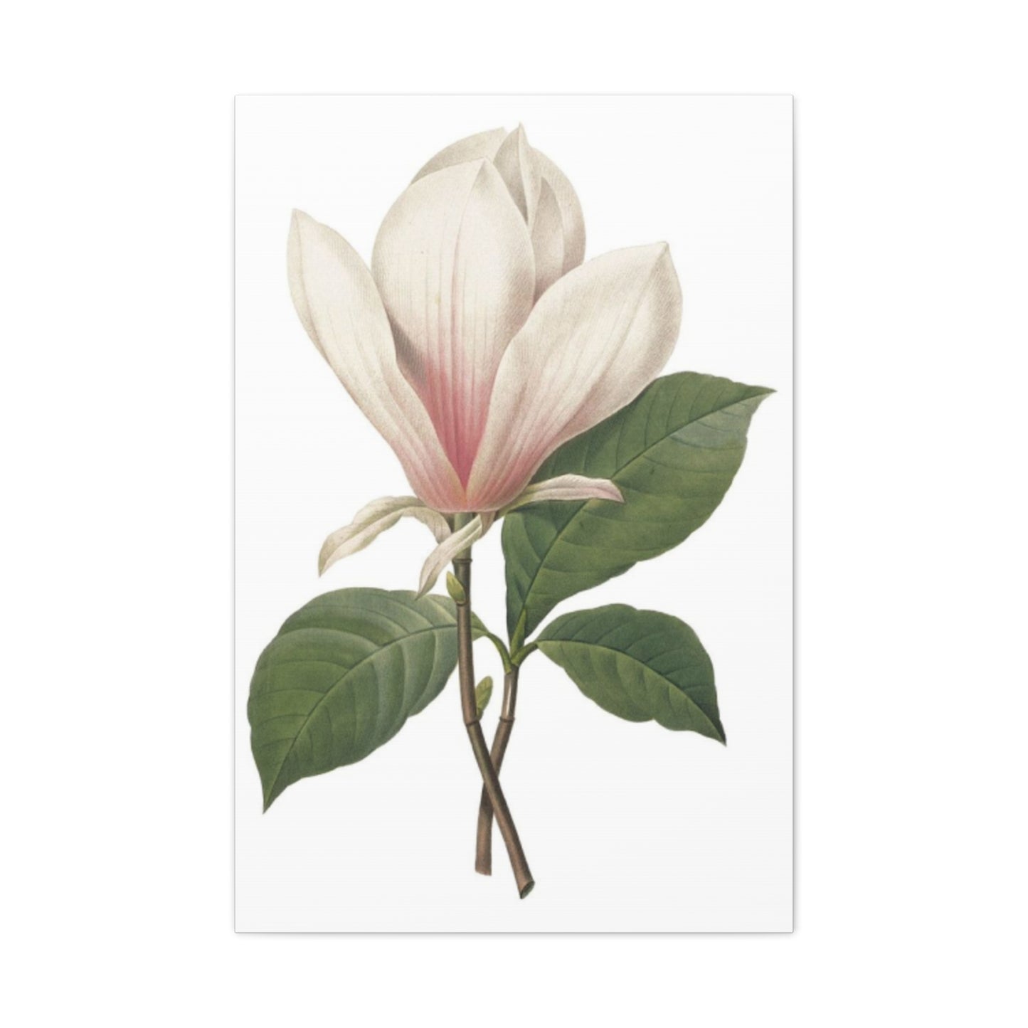 Beautiful Pink Magnolia Flower Photo Wall Art & Canvas Prints