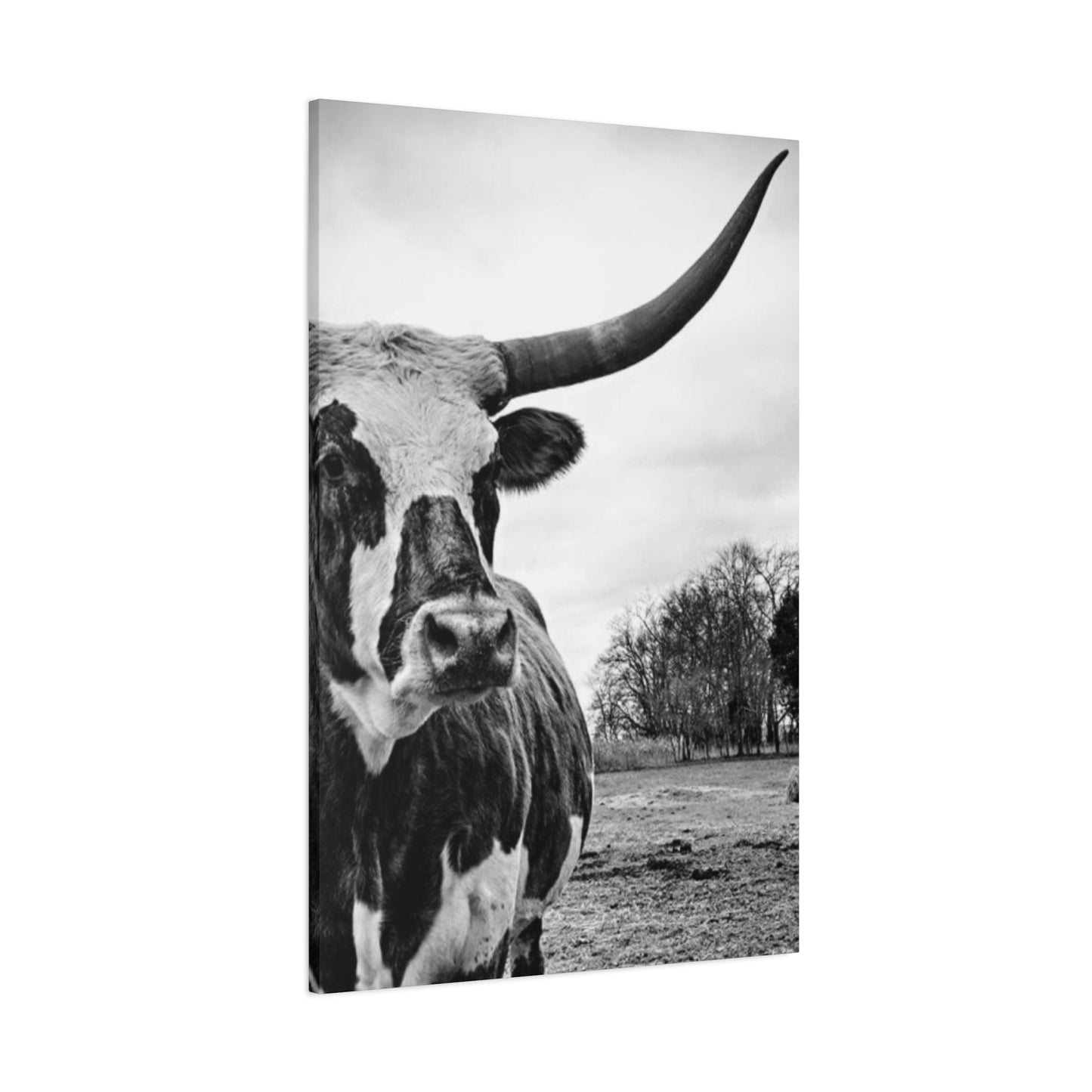 Wild Buffalo Longhorn Photos Wall Art & Canvas Prints