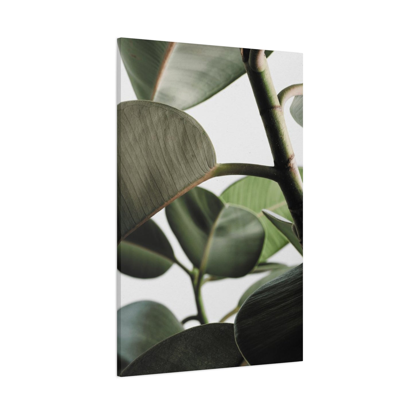 Olive Green Plant Photo Wall Art & Canvas Prints