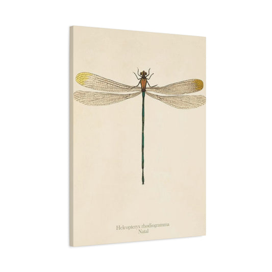 Long Tail Dragonfly Wall Art & Canvas Prints