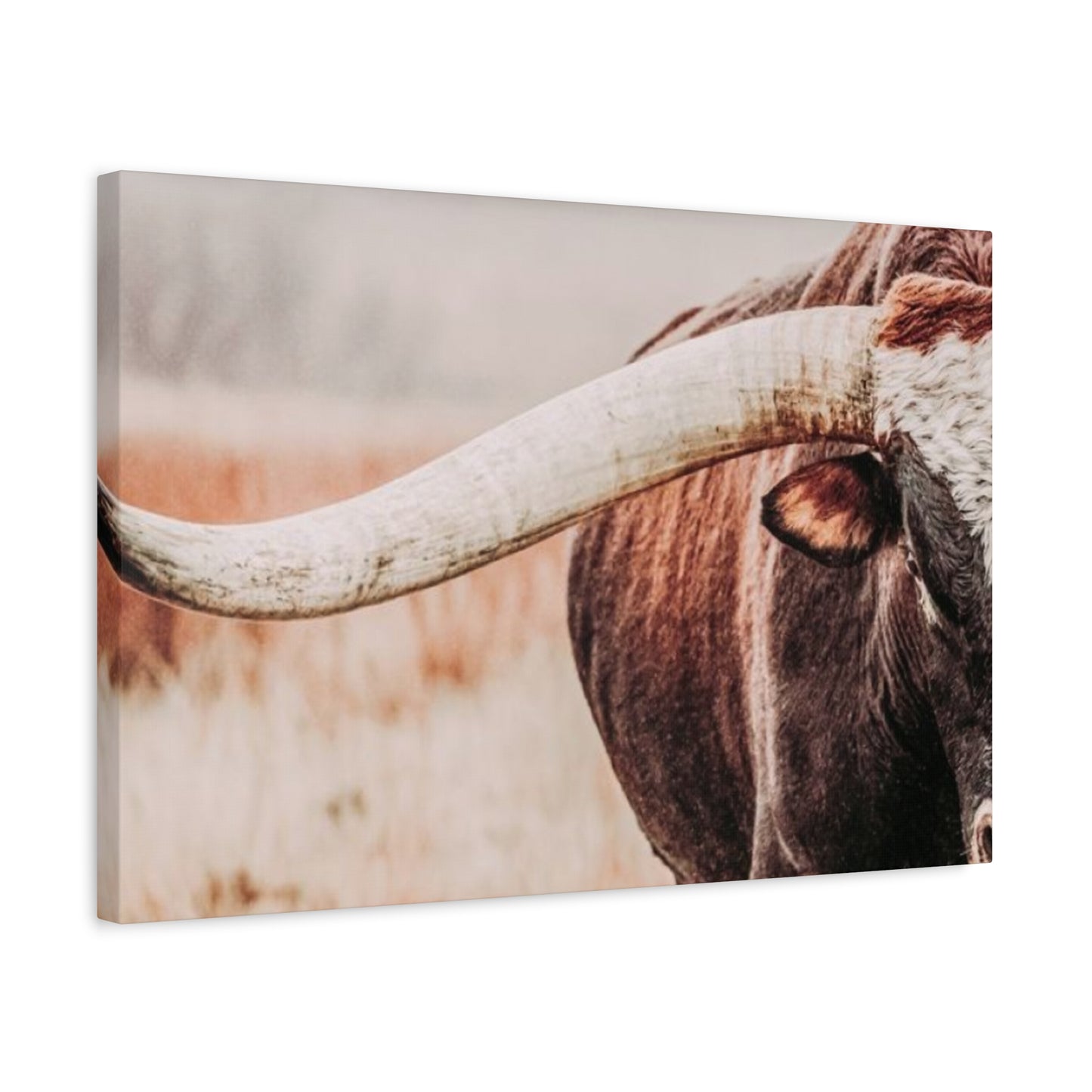 Old Hairy Bull Long Horns Wall Art & Canvas Prints