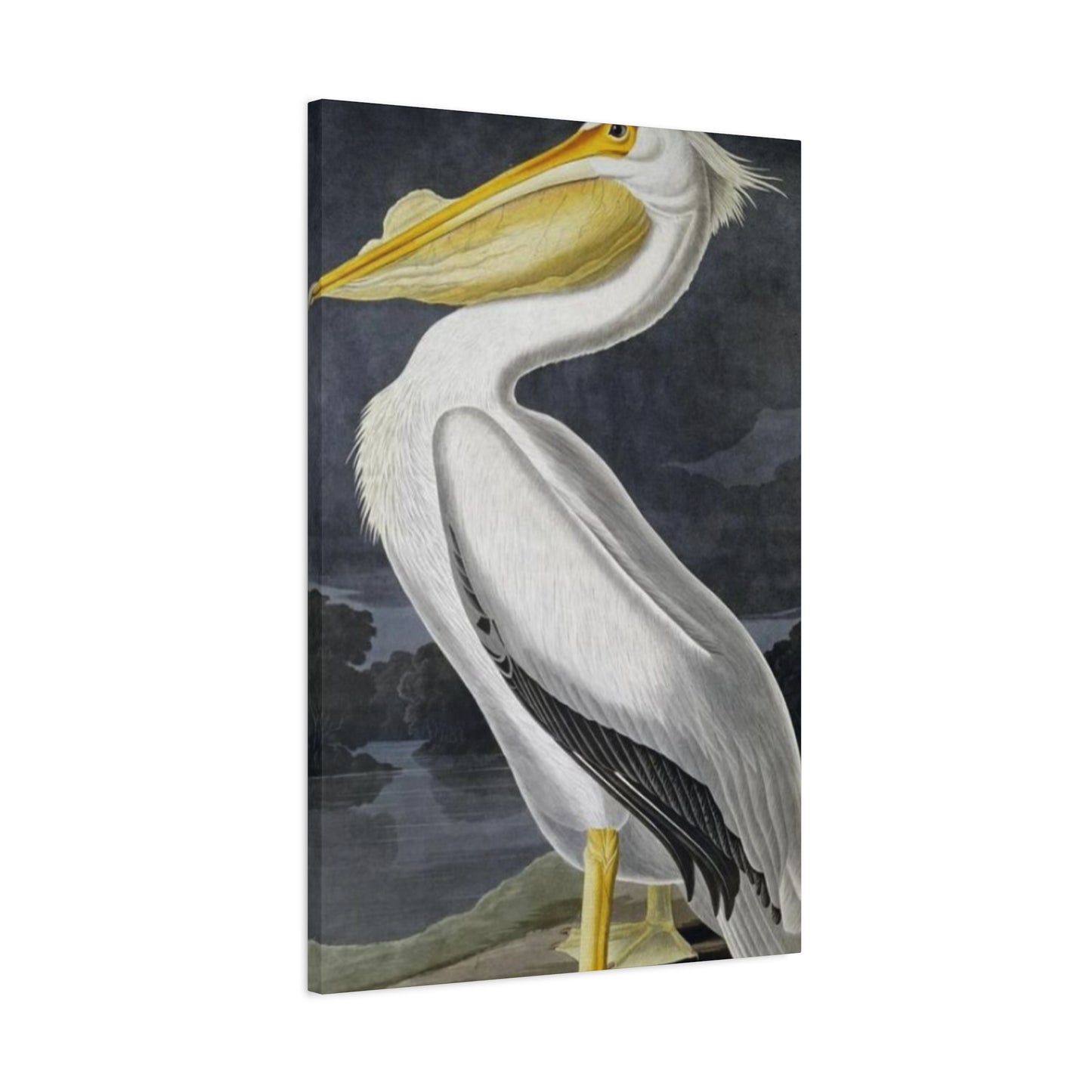 Long Fat Beak Pelican Candid Drawing Wall Art & Canvas Prints