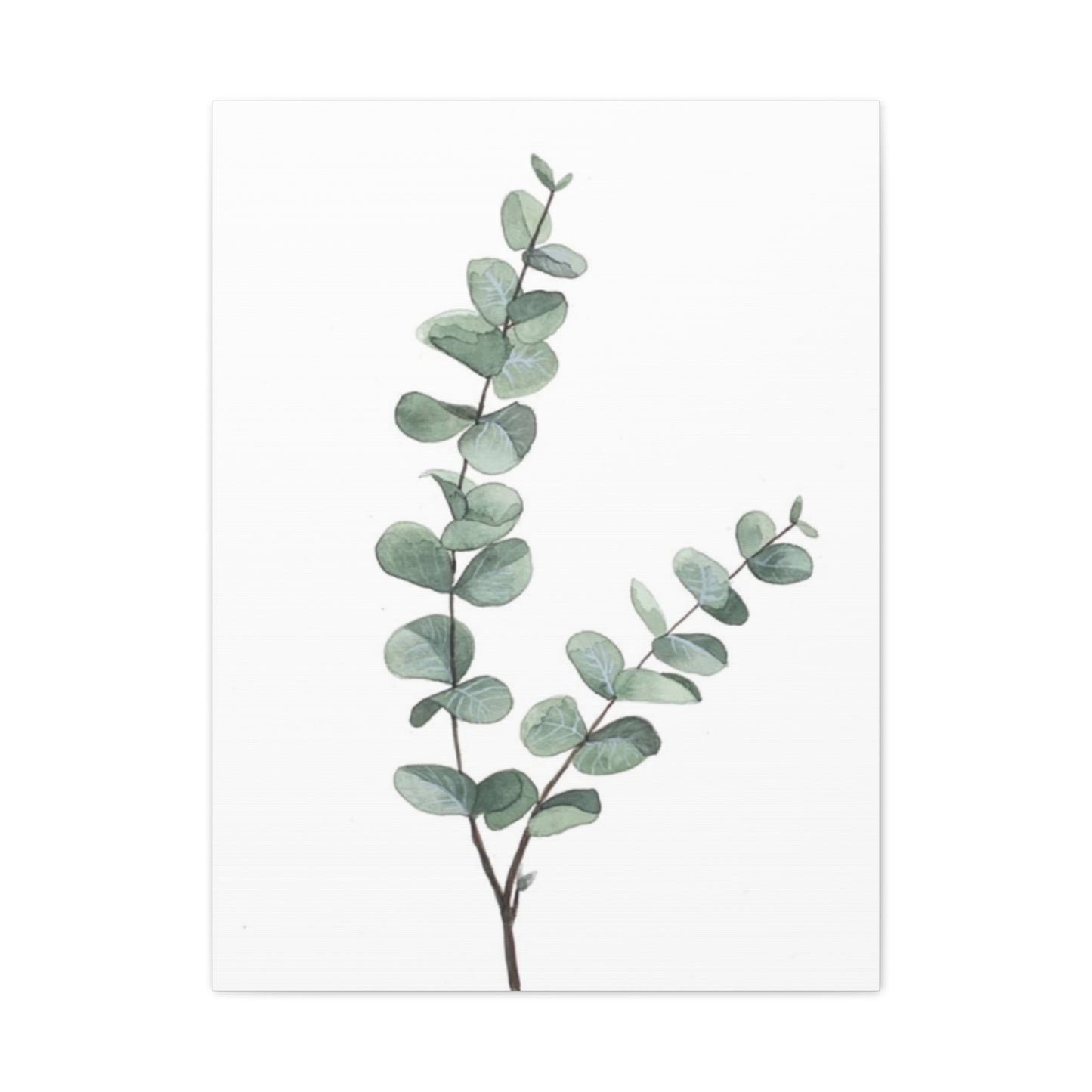 Eucalyptus Stem Wall Art & Canvas Prints