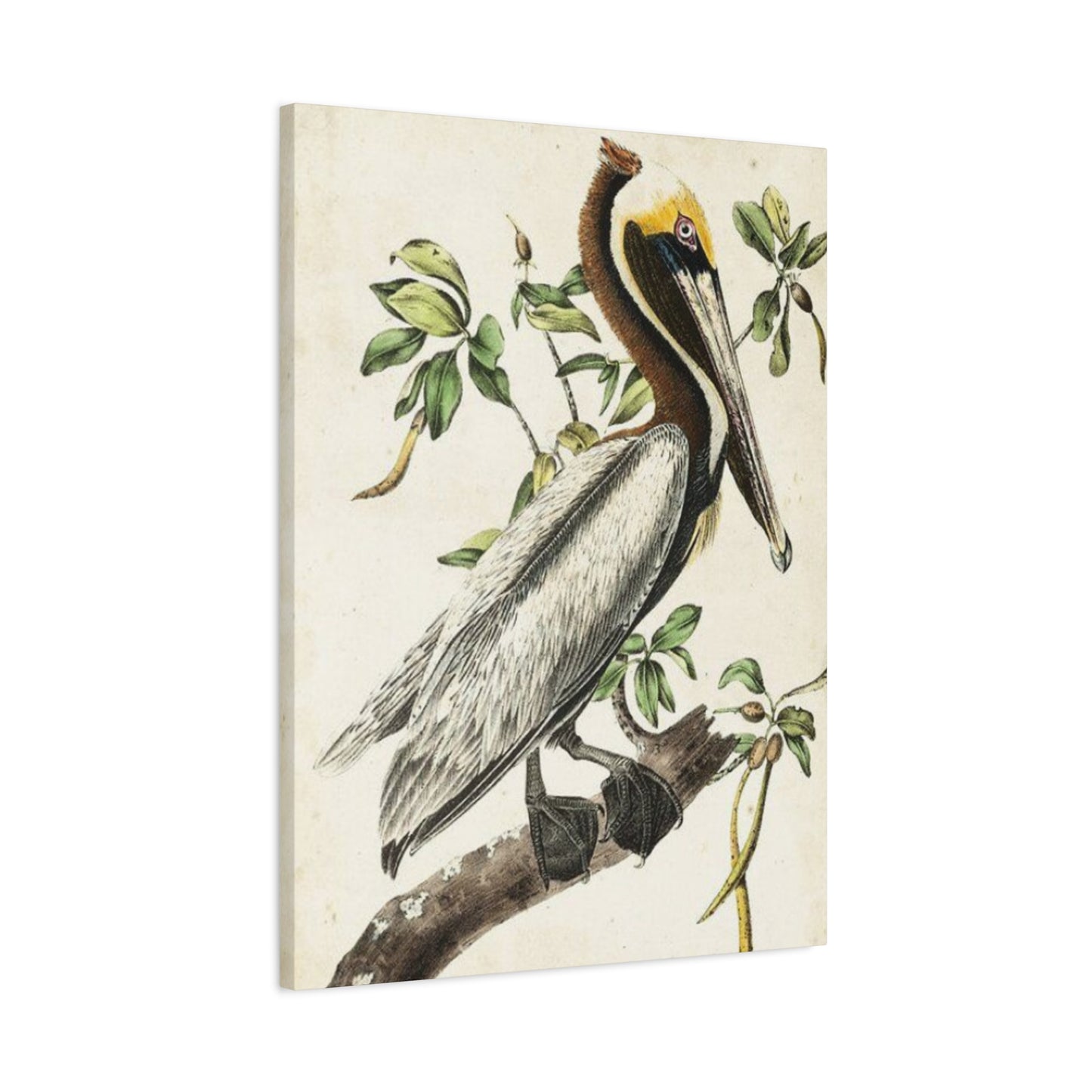 Pelican On A Branch Painting Wall Art & Canvas Prints