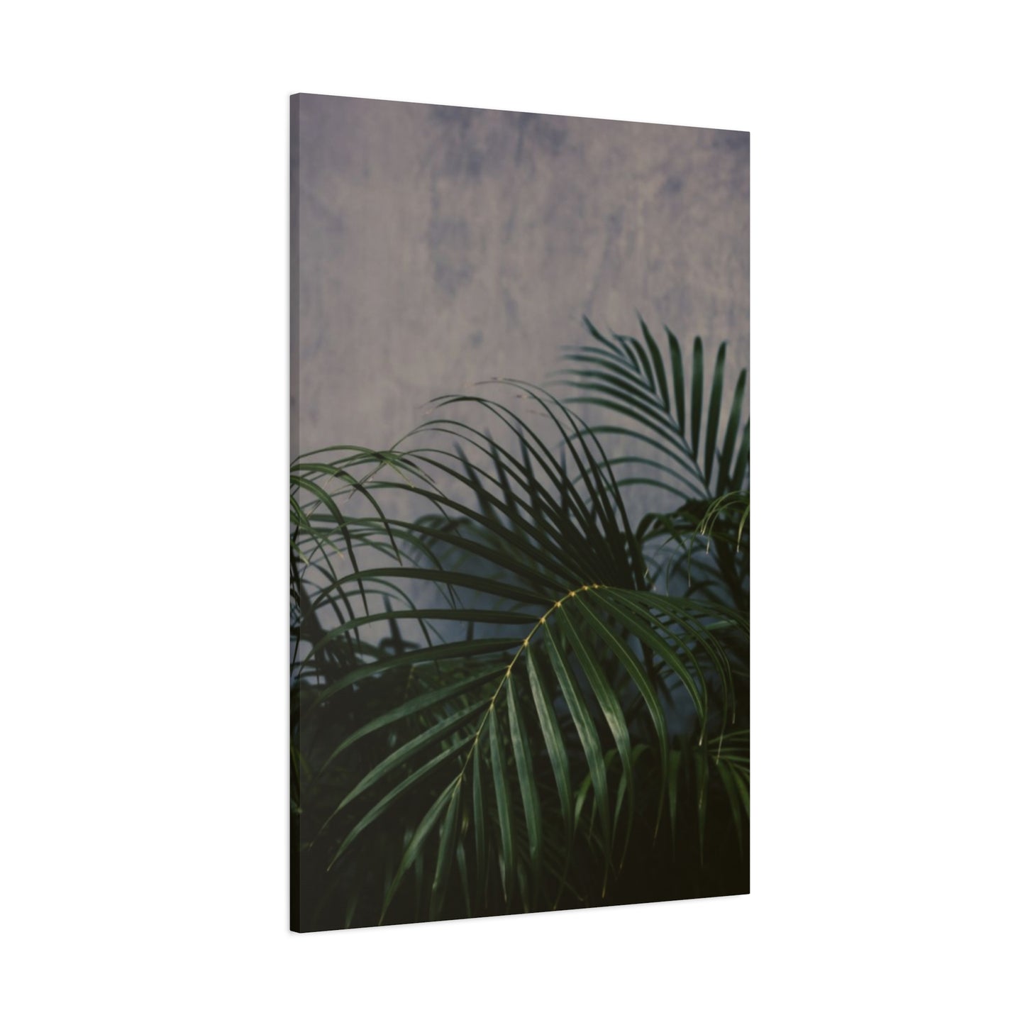 Leaves Of Palm Tree At Night Wall Art & Canvas Prints