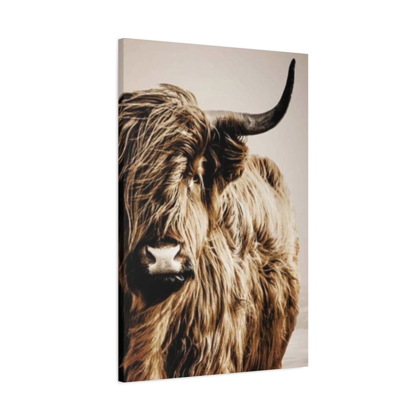 Wild Hairy Bull Longhorn Wall Art & Canvas Prints