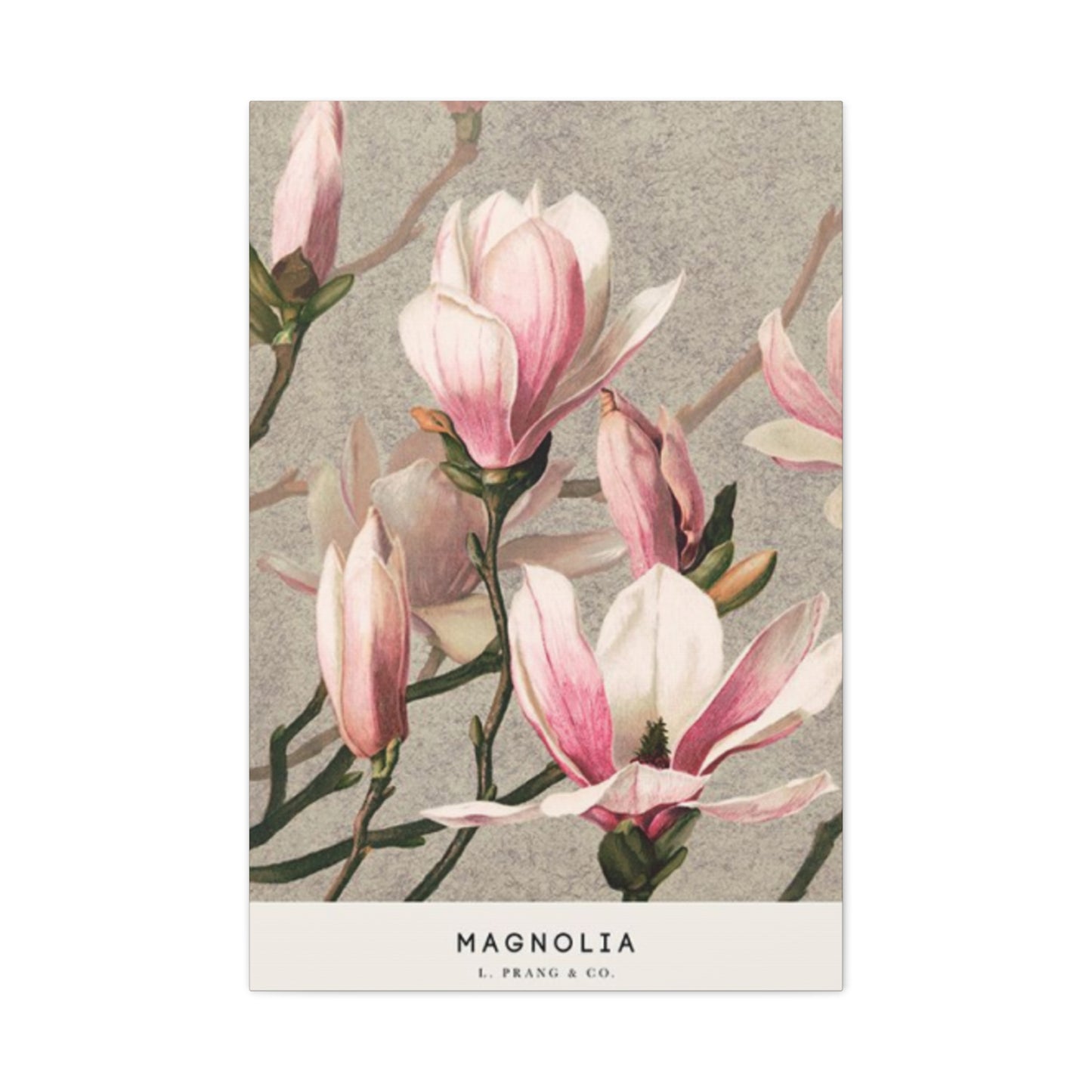 Pink Magnolia Flower Painting Wall Art & Canvas Prints