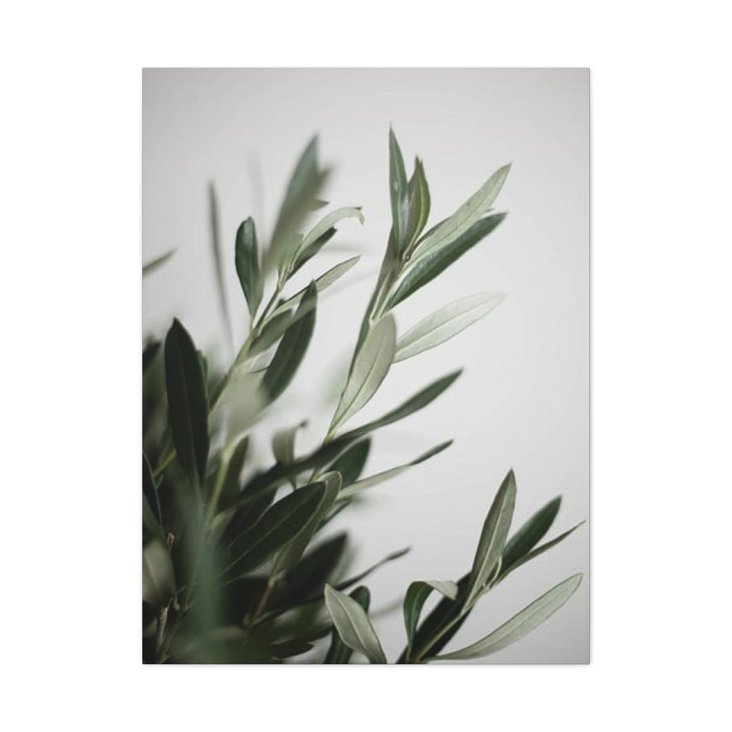 Plant Olive Green Wall Art & Canvas Prints