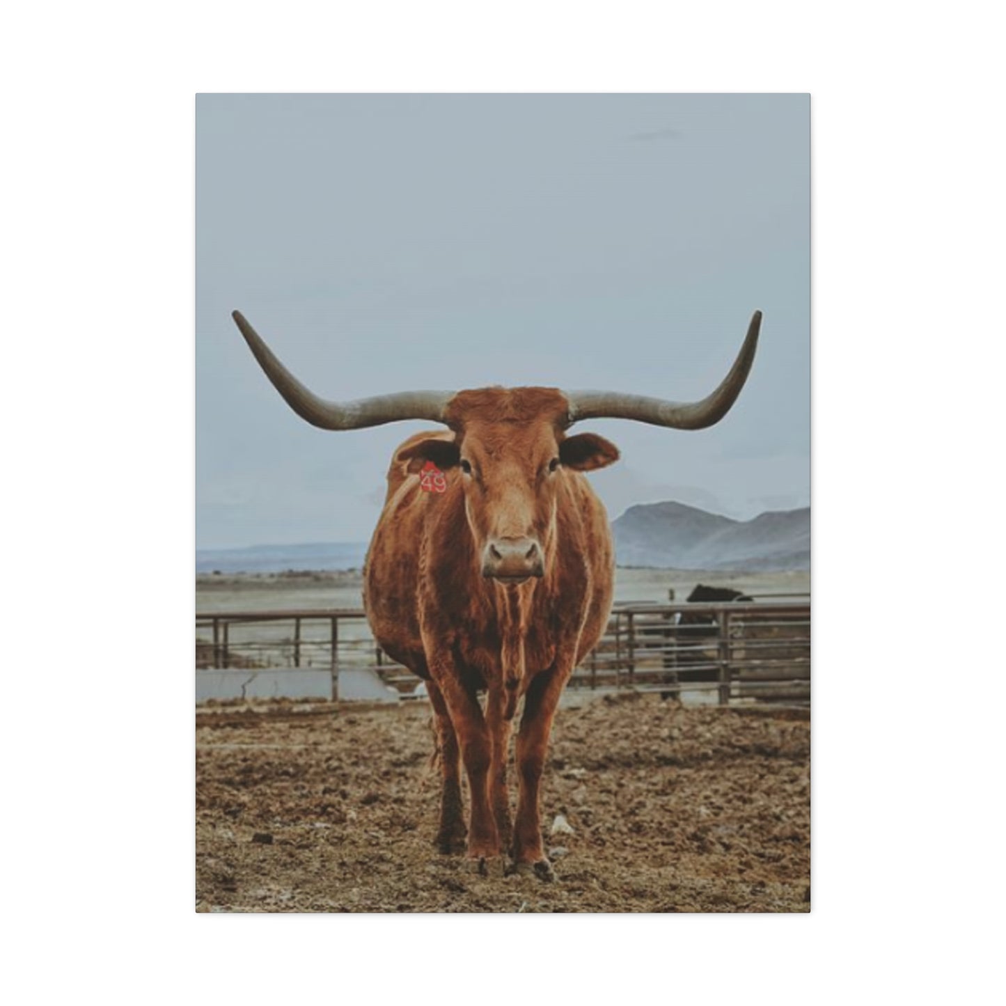 Wild Brown Buffalo Longhorn Wall Art & Canvas Prints