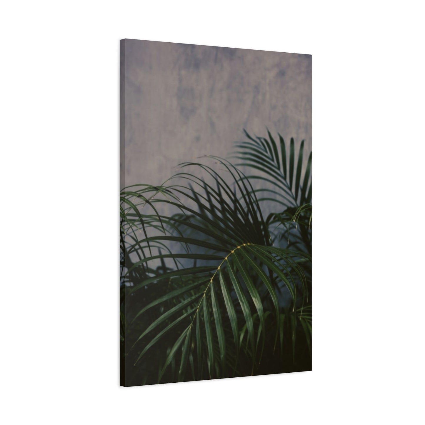 Leaves Of Palm Tree At Night Wall Art & Canvas Prints