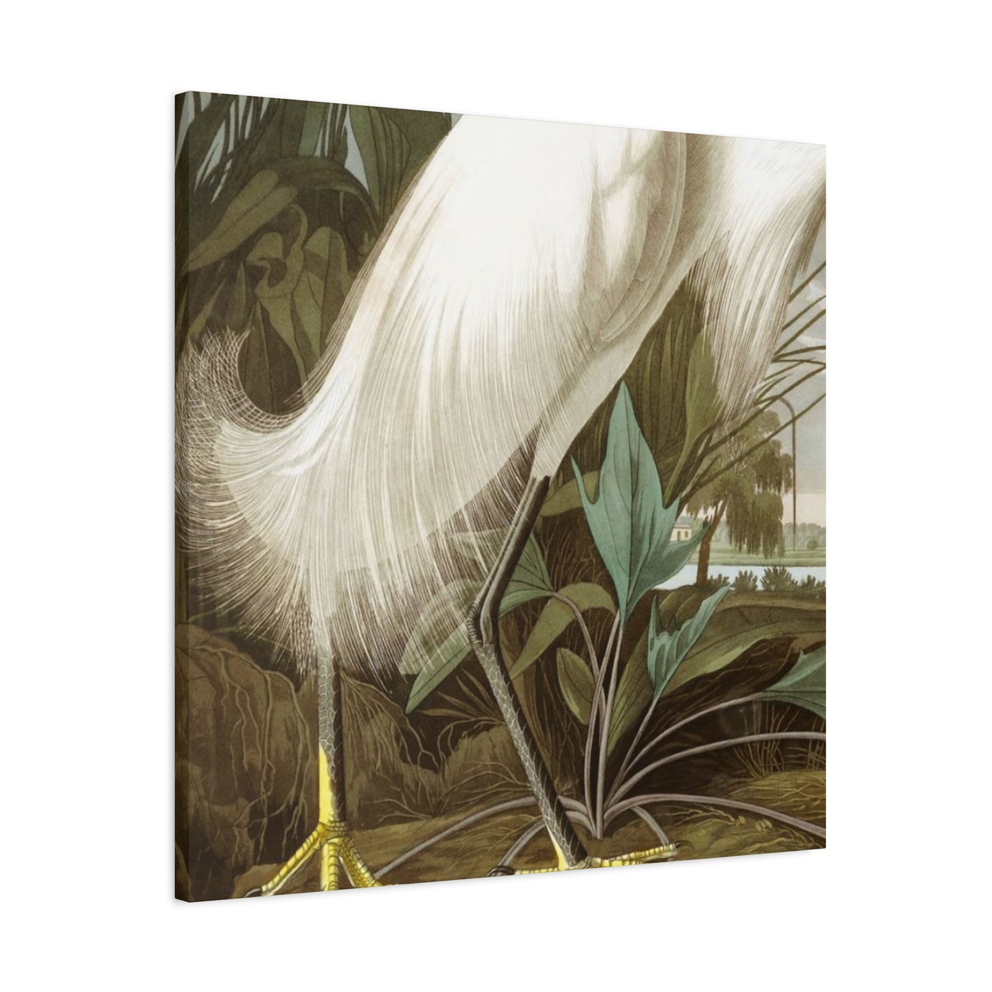 Golden Feet Herons Wall Art & Canvas Prints