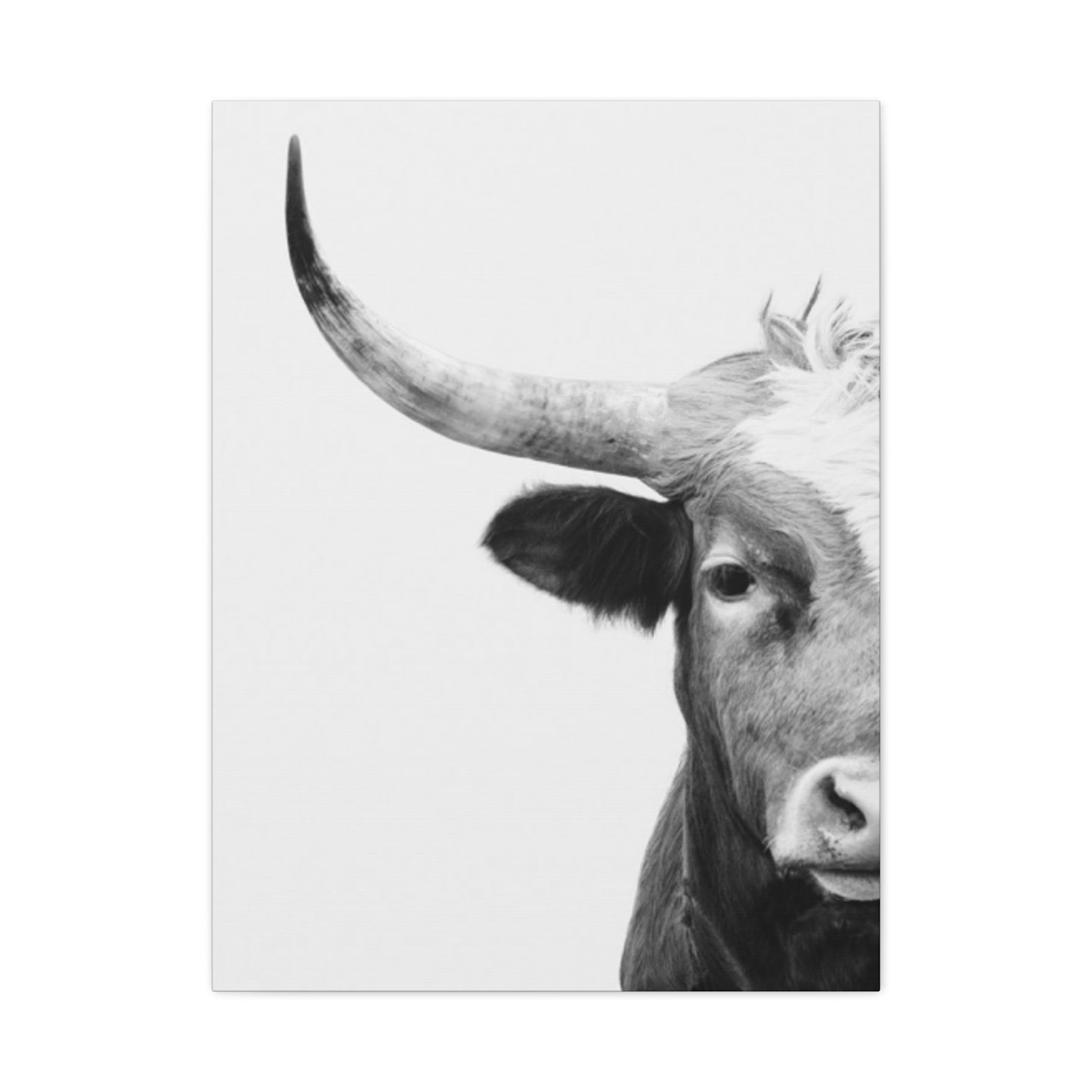 Bull Longhorn Photography Wall Art & Canvas Prints