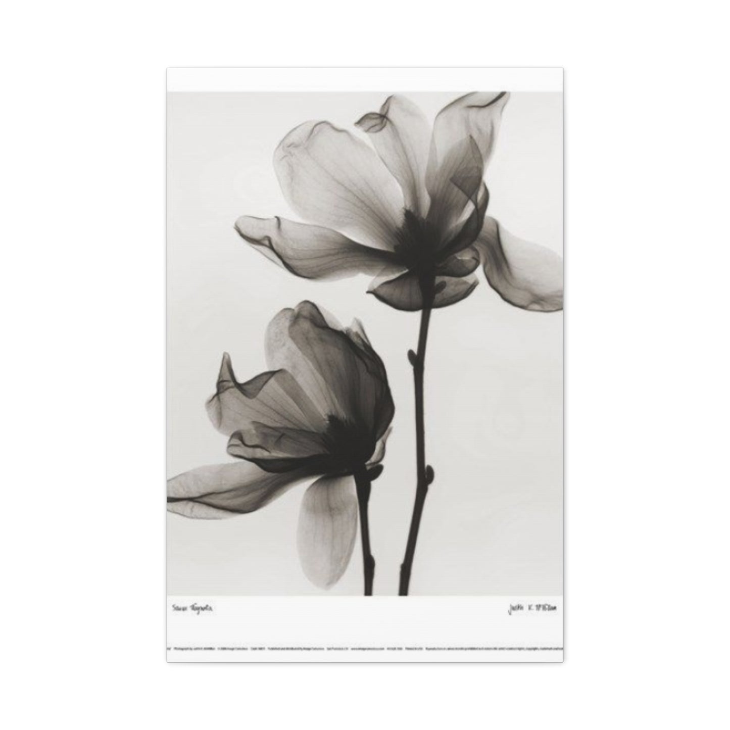 Beautiful Magnolia Flower X Ray Photo Wall Art & Canvas Prints