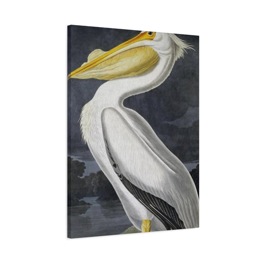 Long Fat Beak Pelican Candid Drawing Wall Art & Canvas Prints