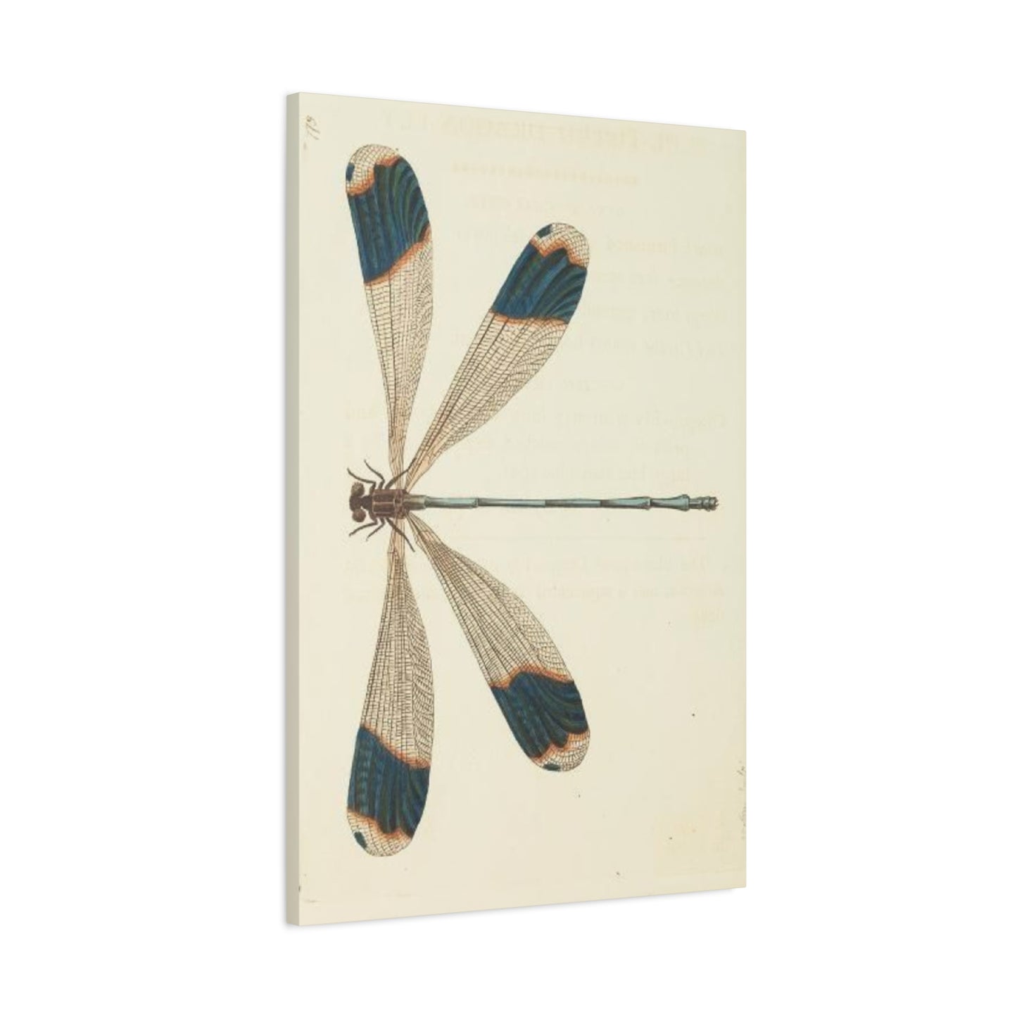 Earthy Blue Dragonfly Wall Art & Canvas Prints