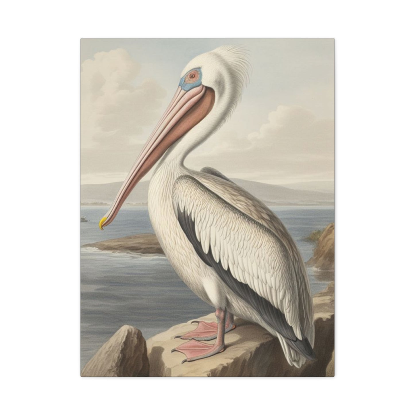 Long Beak Pelican Sitting On Cliff Wall Art & Canvas Prints