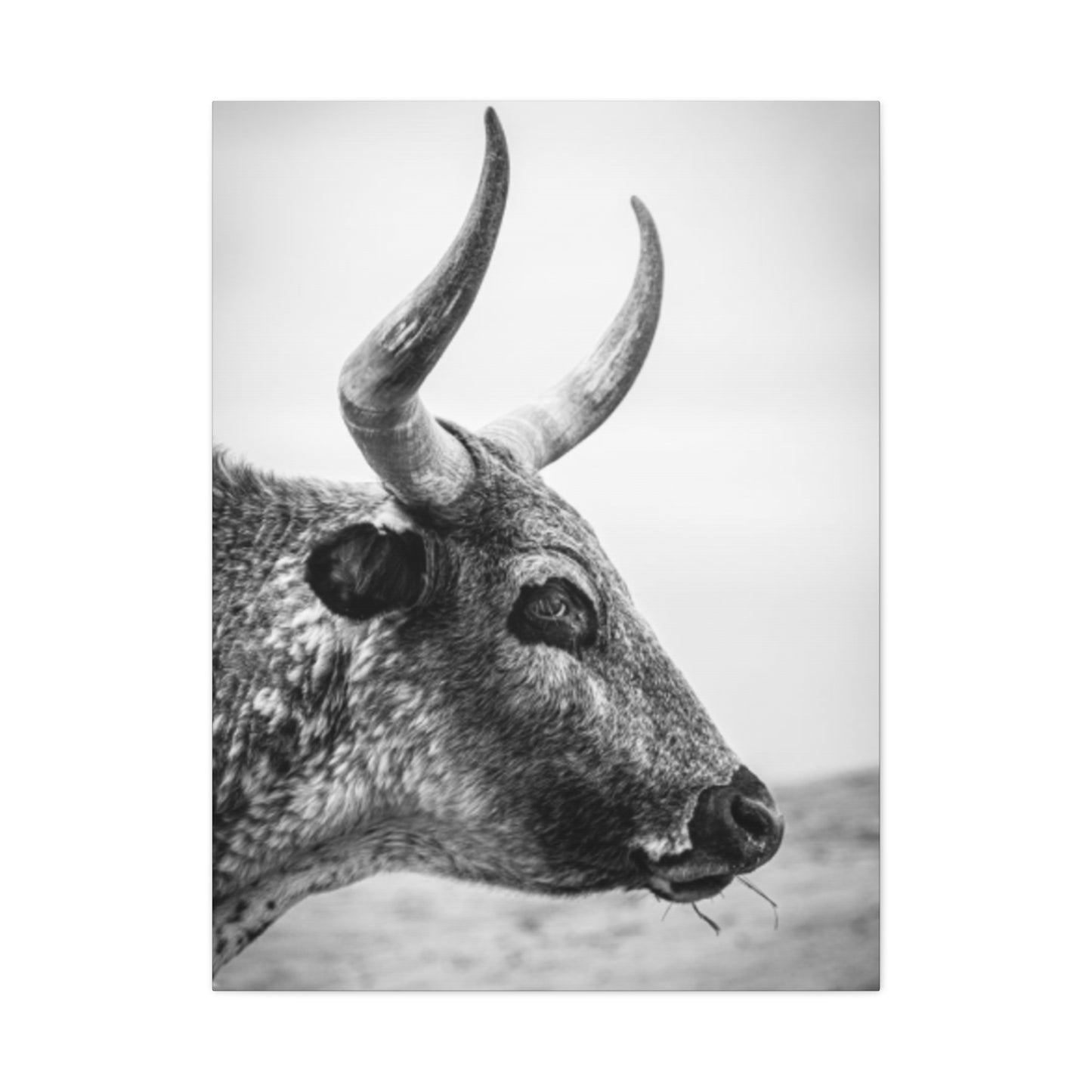 Wild Bull Curvy Longhorn Wall Art & Canvas Prints