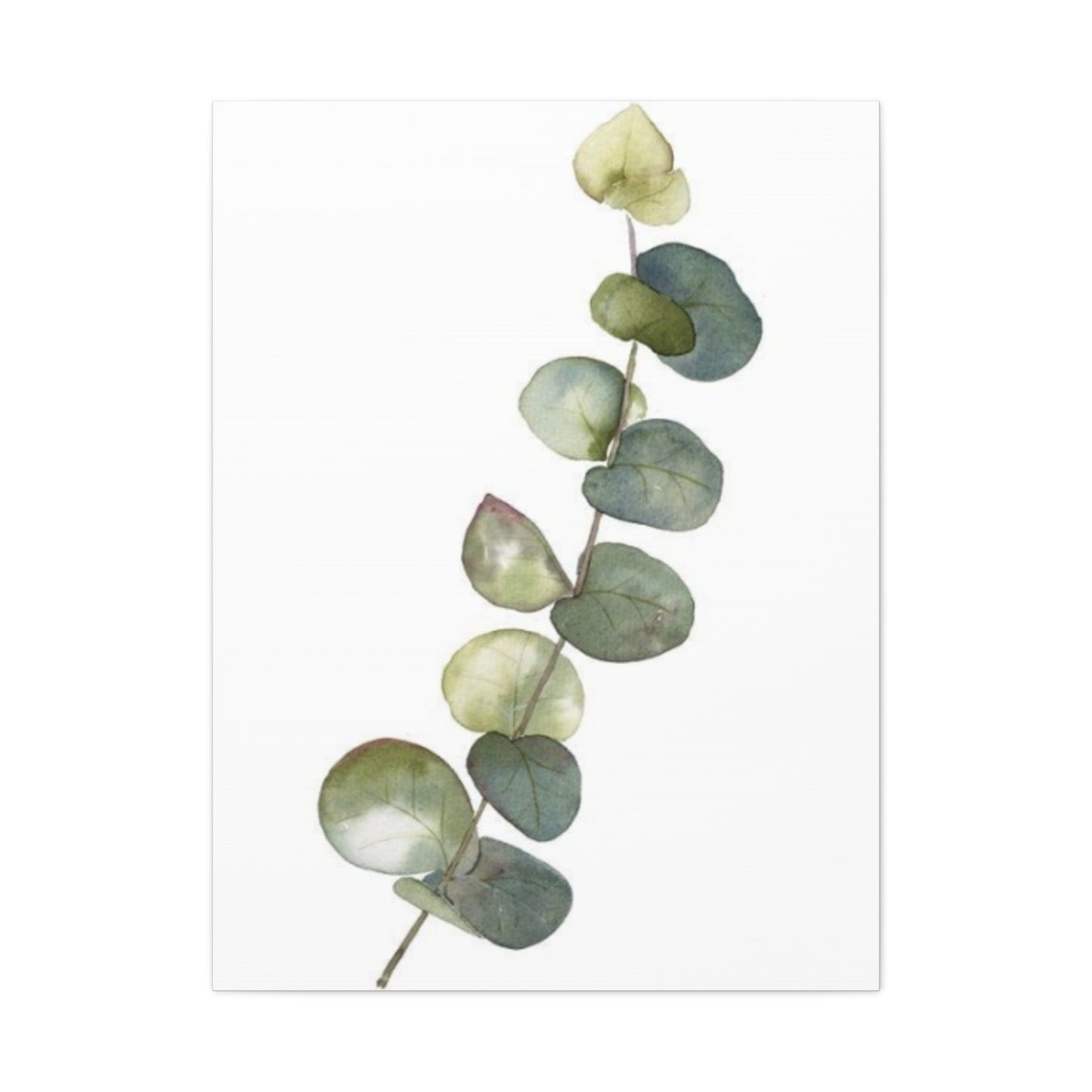 Eucalyptus Stem Wall Art & Canvas Prints