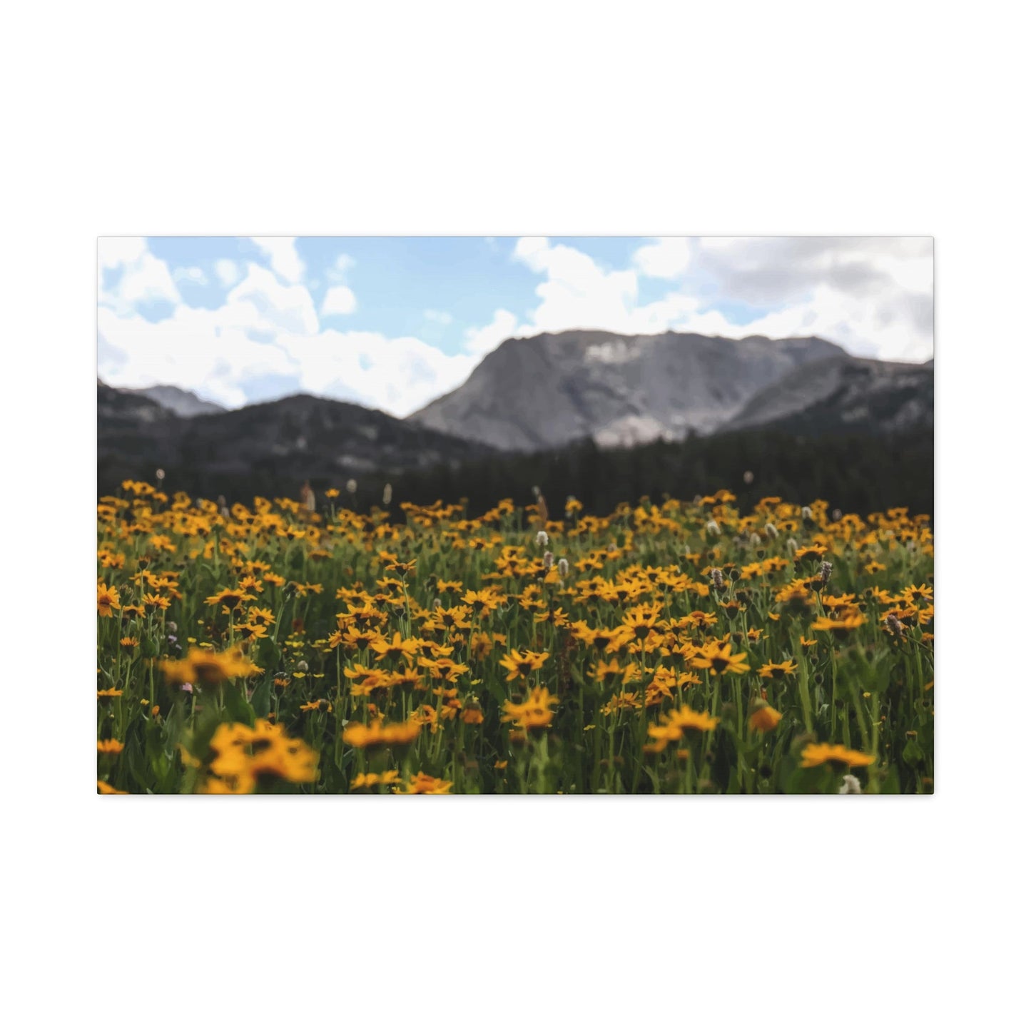 Sunflower Garden Wall Art & Canvas Prints