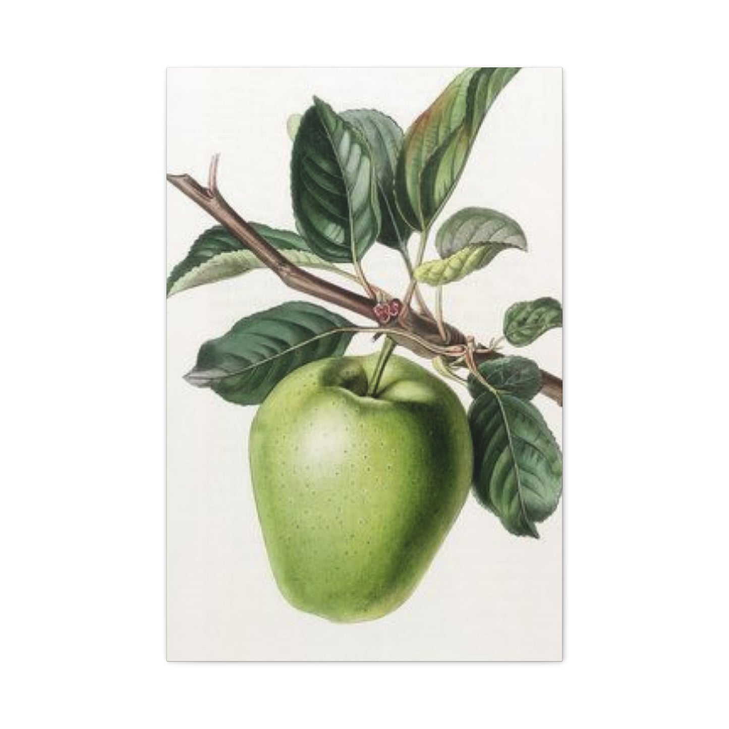 Pear Wall Art & Canvas Prints