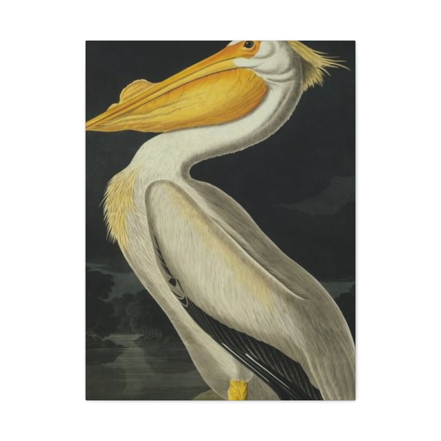 Fat Beak Pelican Painting Wall Art & Canvas Prints