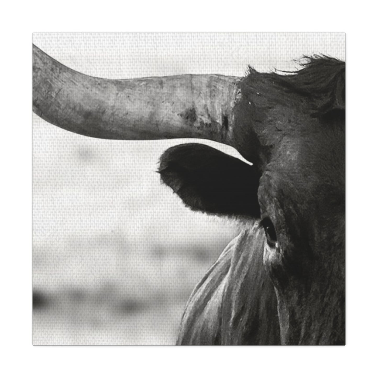 Close Up Of Long Horn Wall Art & Canvas Prints