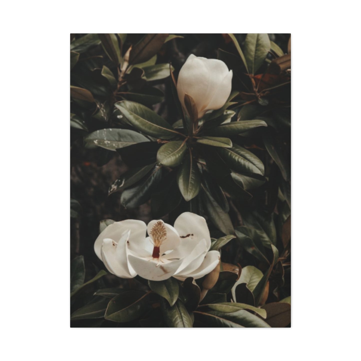 White Magnolia Flower Painting Wall Art & Canvas Prints