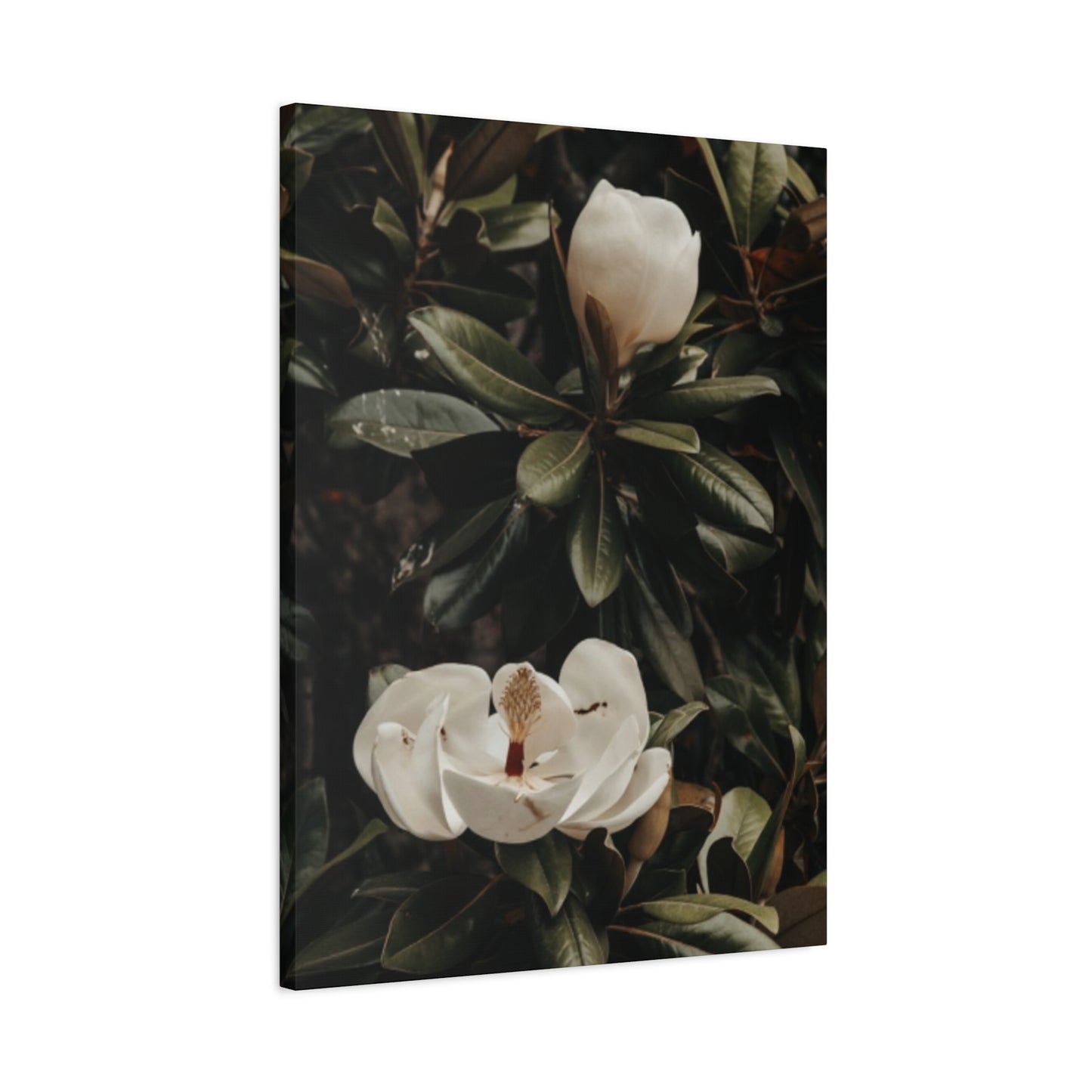 White Magnolia Flower Painting Wall Art & Canvas Prints