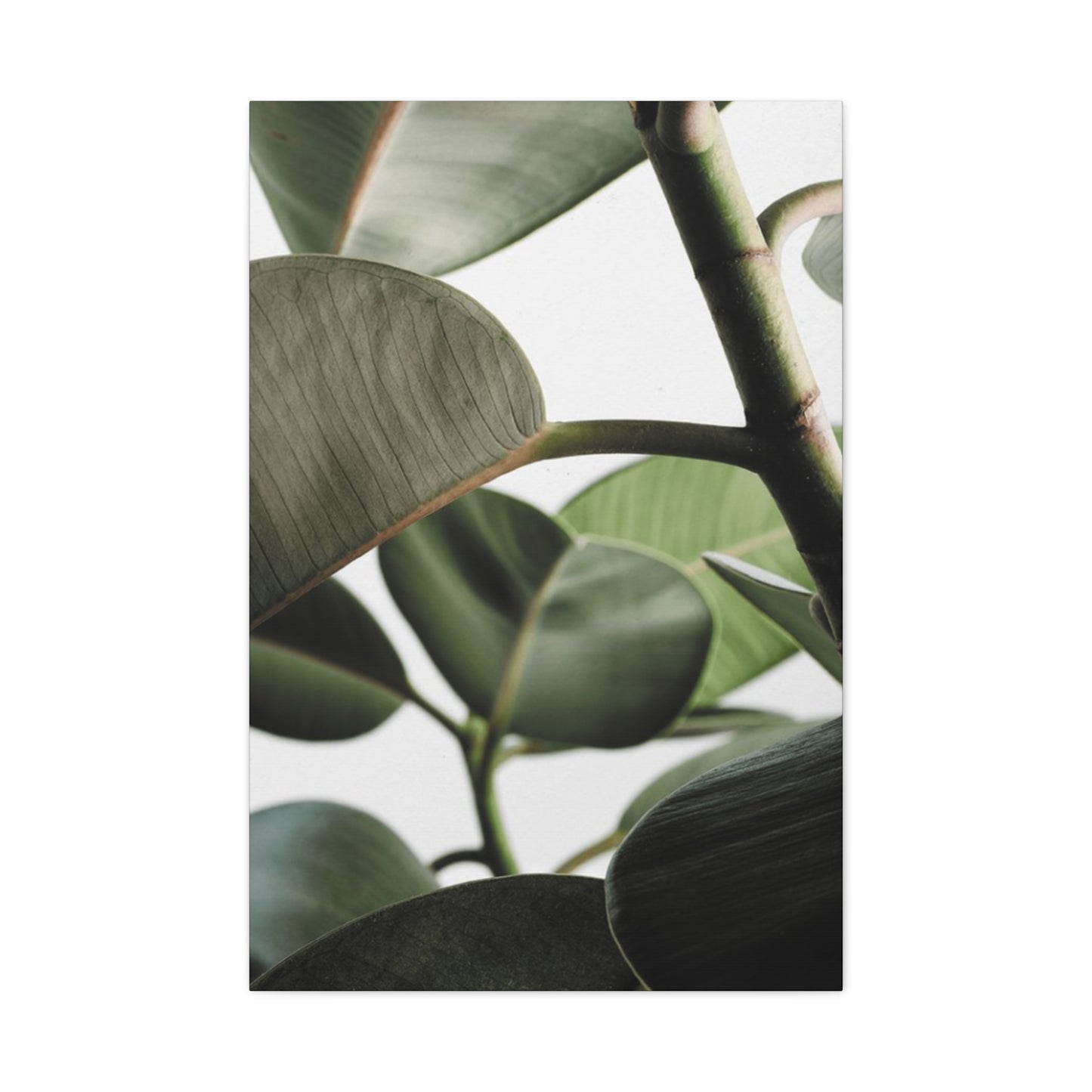 Olive Green Plant Photo Wall Art & Canvas Prints