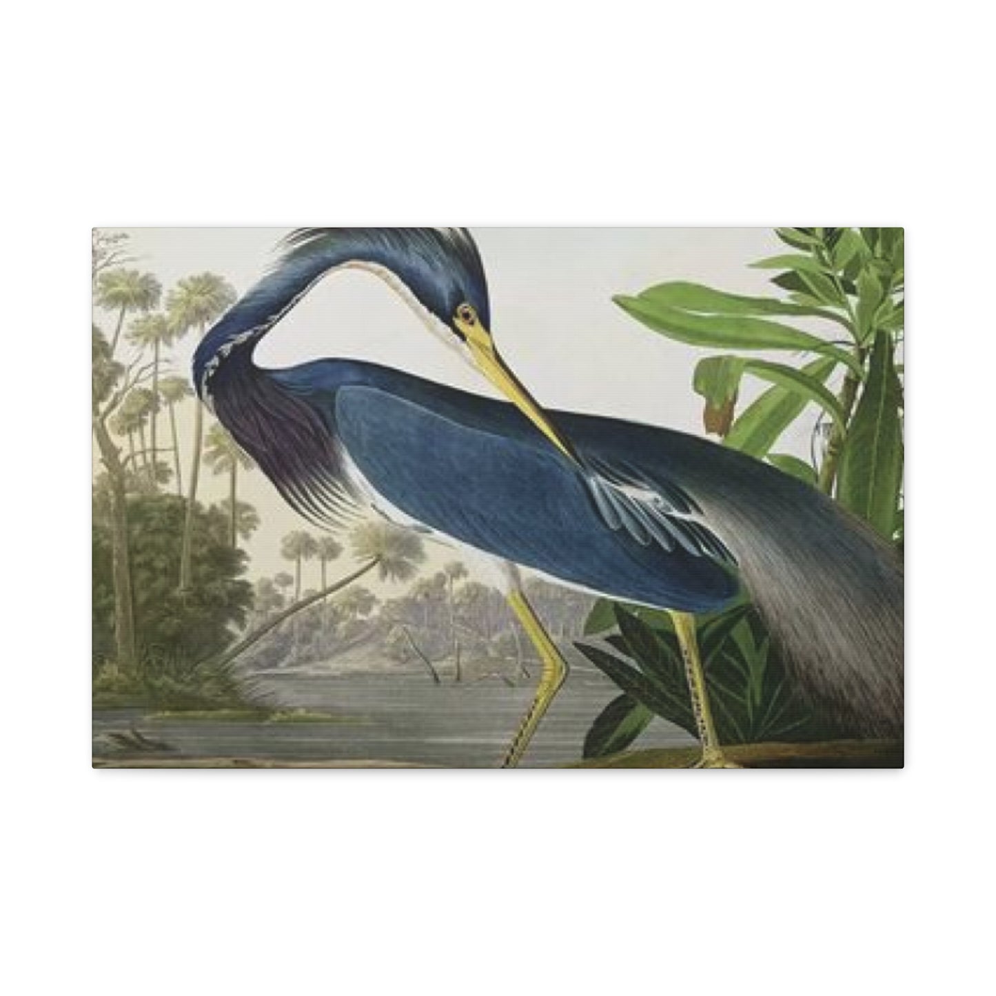 Long Feather Pelican Wall Art & Canvas Prints