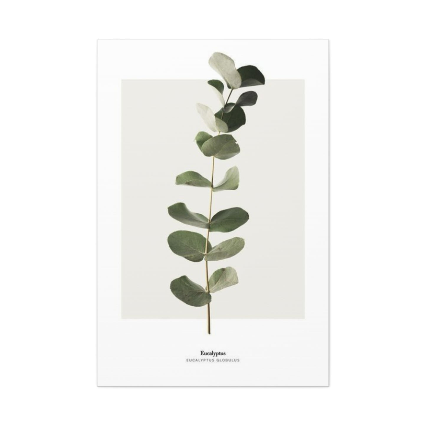 Eucalyptus Wall Art & Canvas Prints