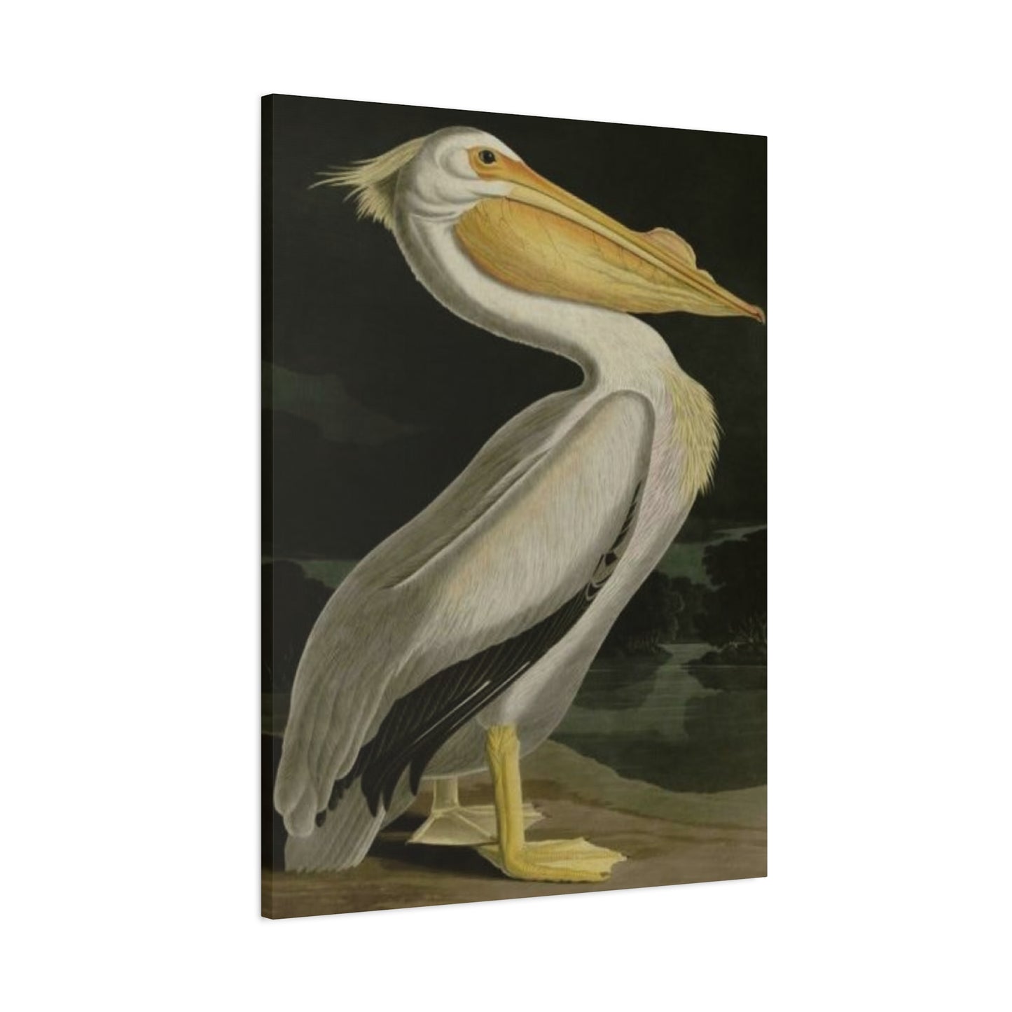 Fat Beak Pelican Poster Wall Art & Canvas Prints