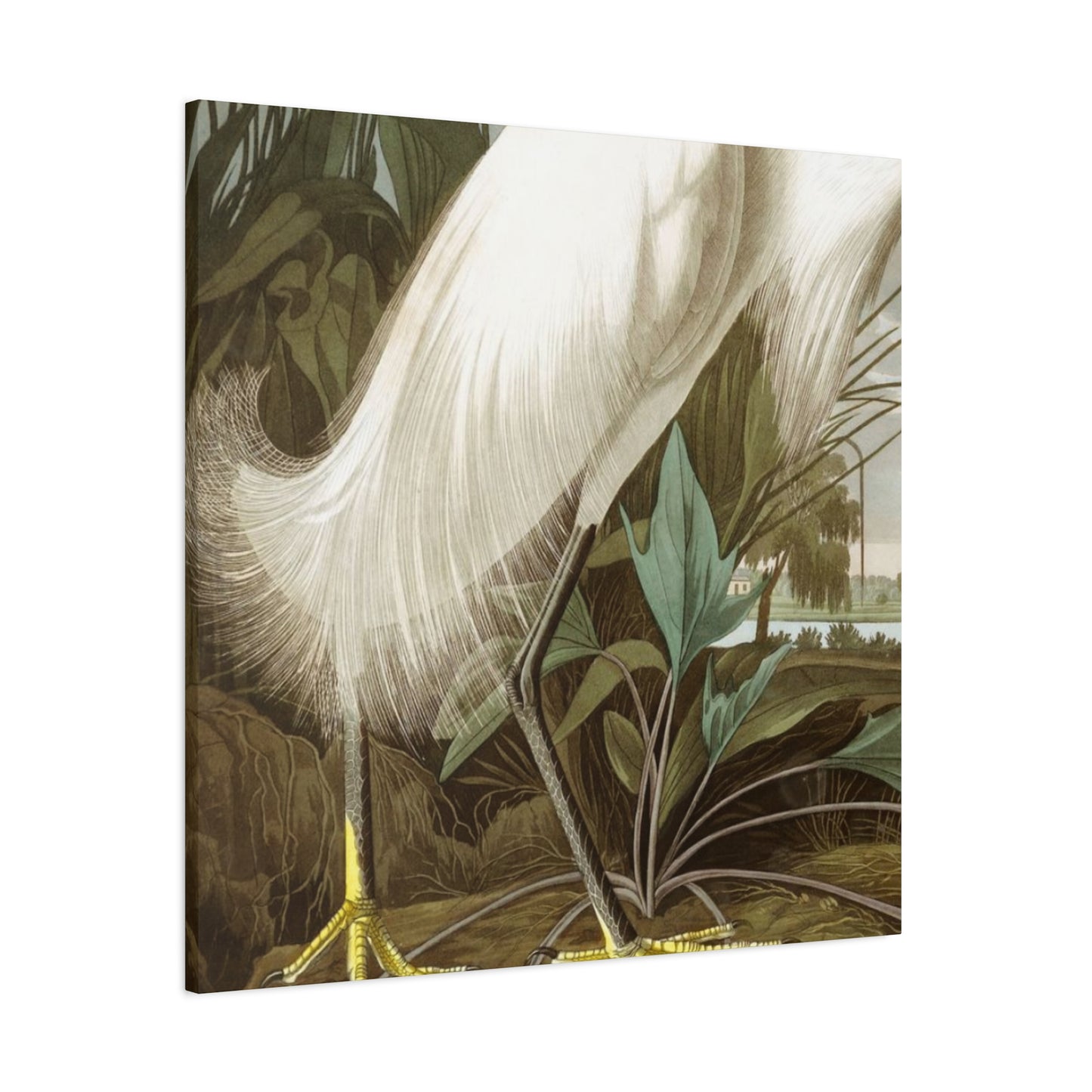 Golden Feet Herons Wall Art & Canvas Prints