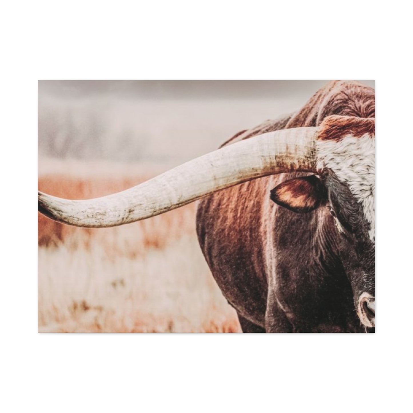 Old Hairy Bull Long Horns Wall Art & Canvas Prints