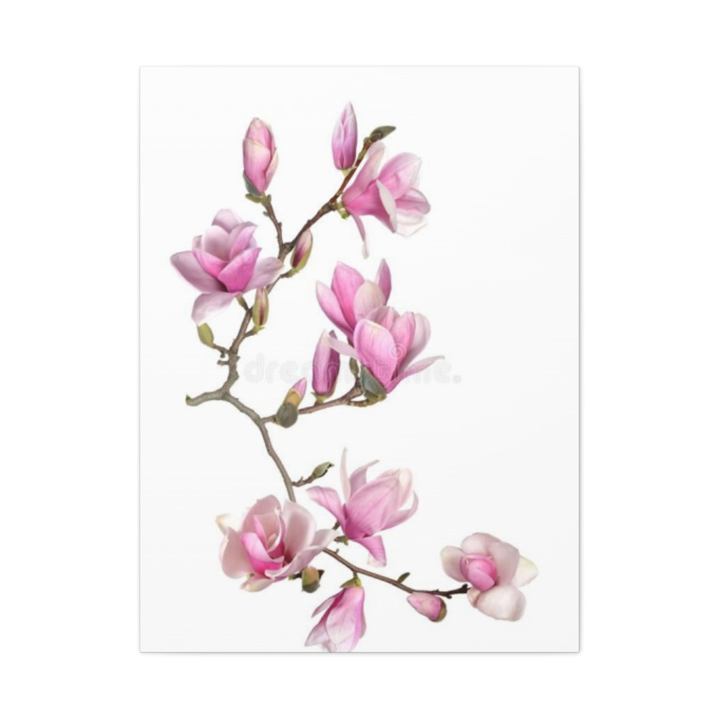 Beautiful Pink Magnolia Flower Painting Wall Art & Canvas Prints