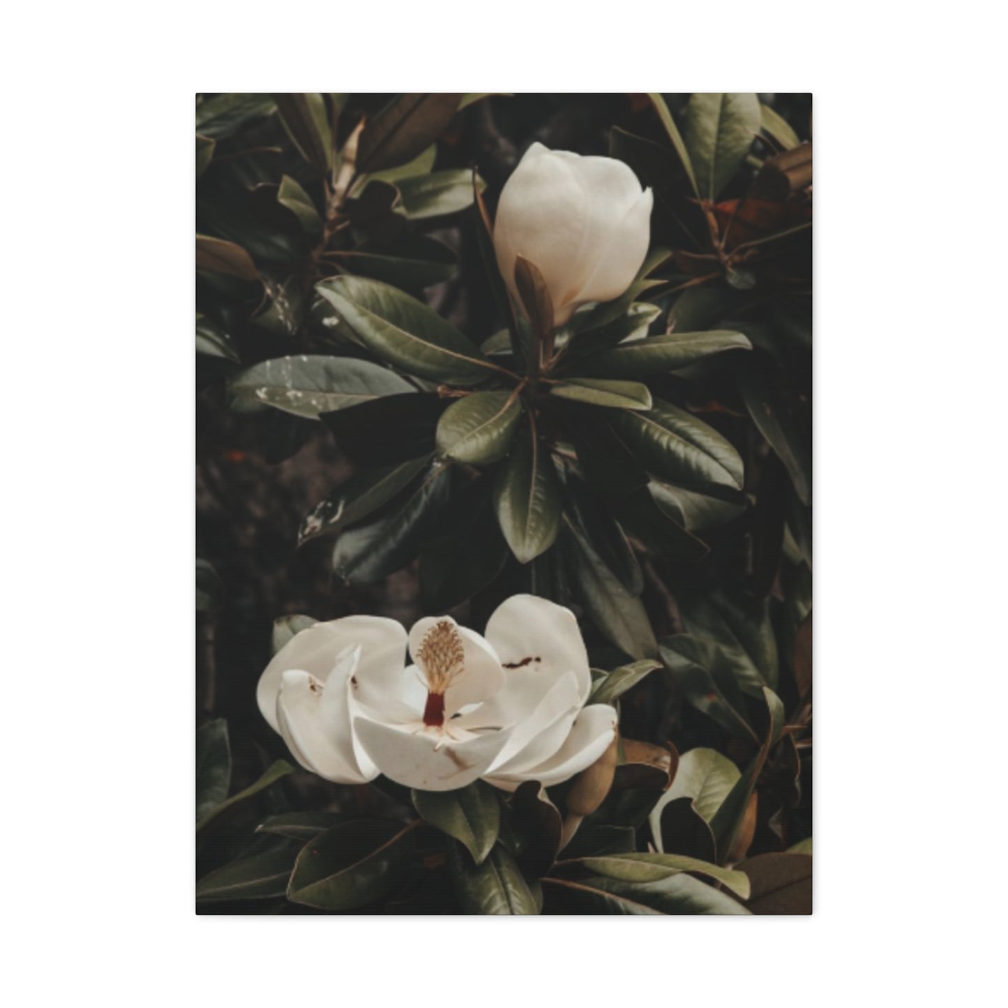 White Magnolia Flower Painting Wall Art & Canvas Prints