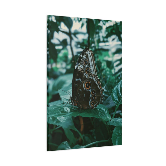 Butterfly Wall Art & Canvas Prints