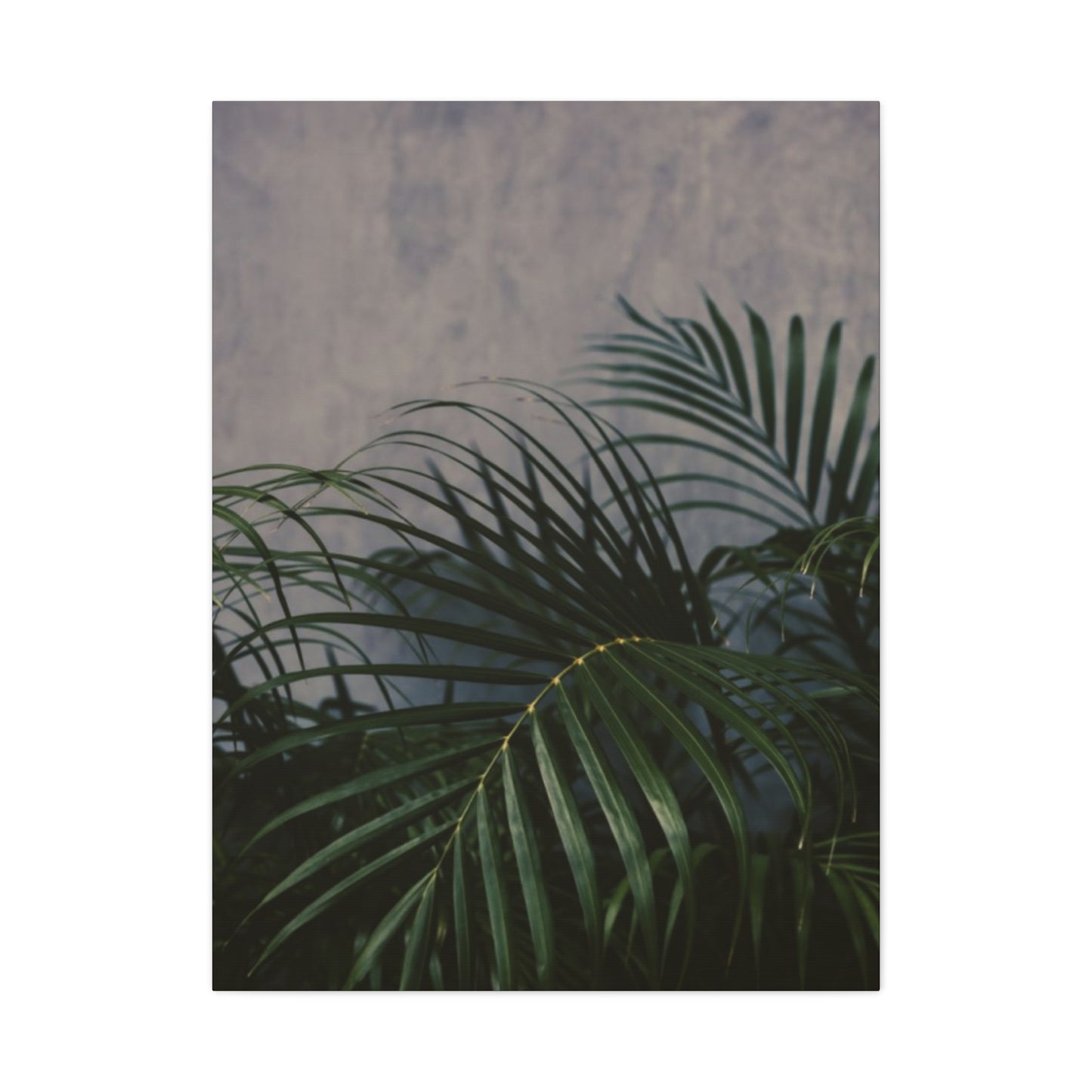 Leaves Of Palm Tree At Night Wall Art & Canvas Prints