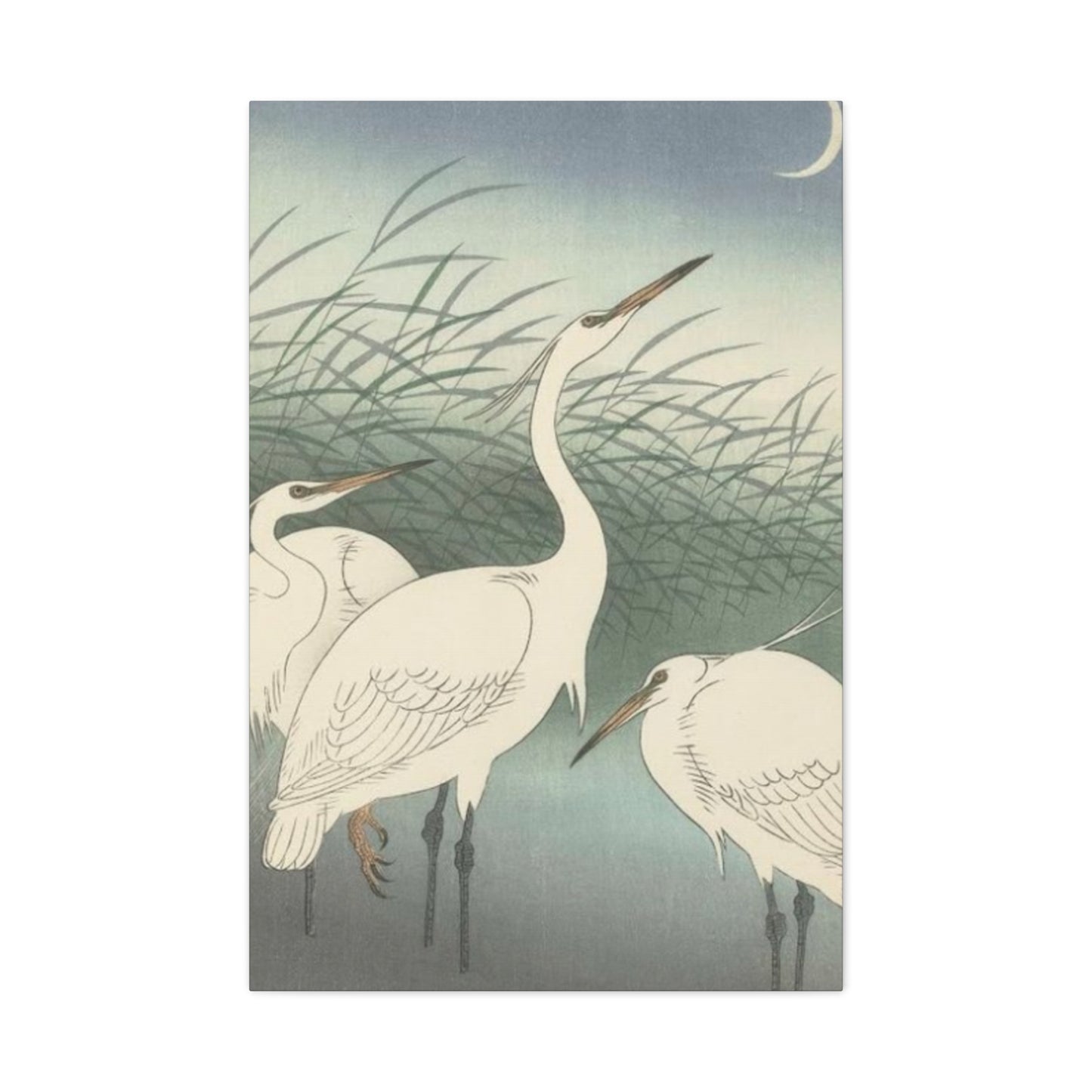 Beautiful Herons Together Wall Art & Canvas Prints