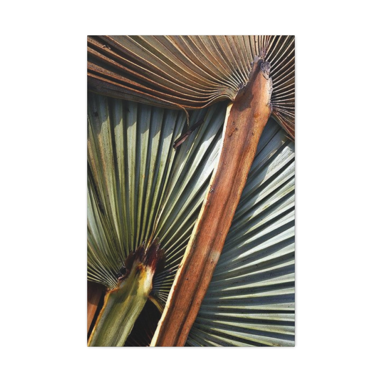 Palm Tree Leaves Close Up Wall Art & Canvas Prints