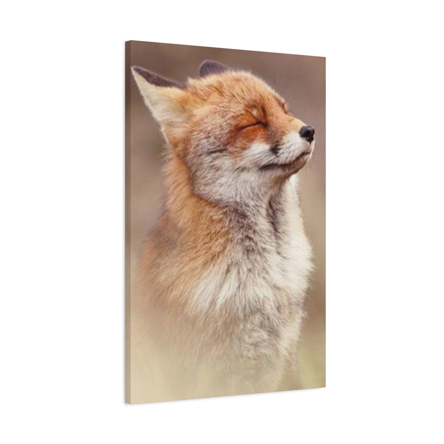 Little Fox Candid Wall Art & Canvas Prints