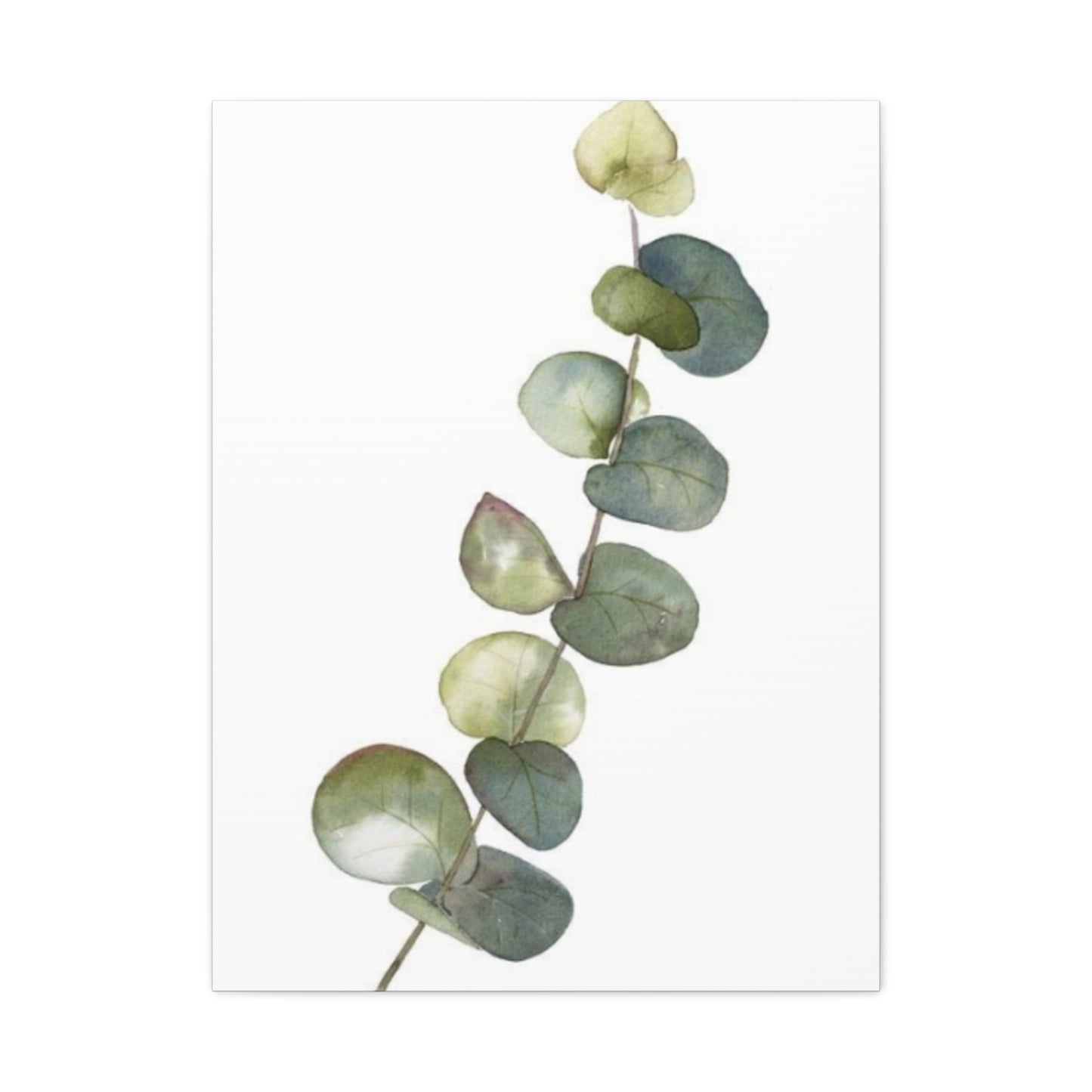 Eucalyptus Stem Wall Art & Canvas Prints