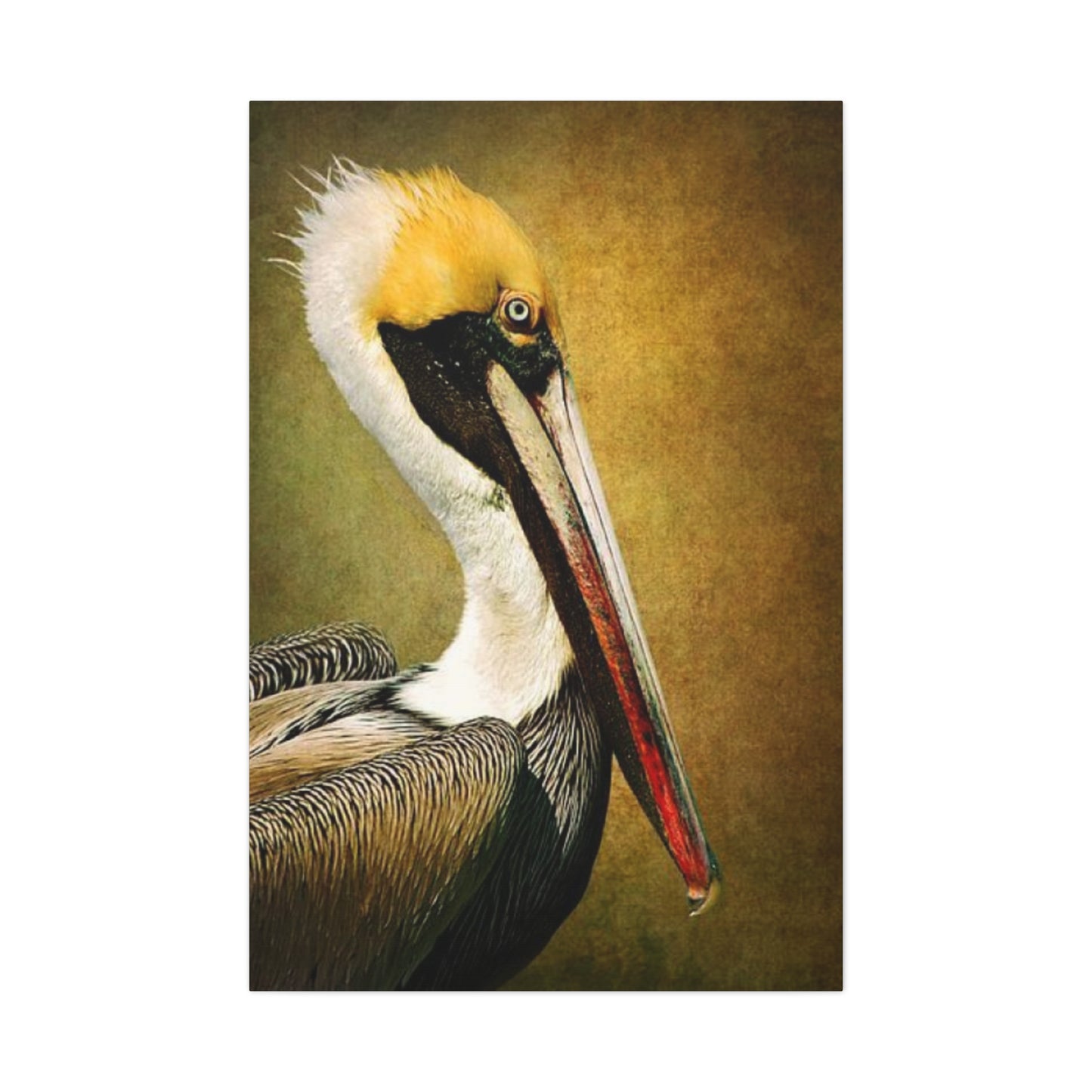 Long Beak Pelican Candid Close Up Drawing Wall Art & Canvas Prints