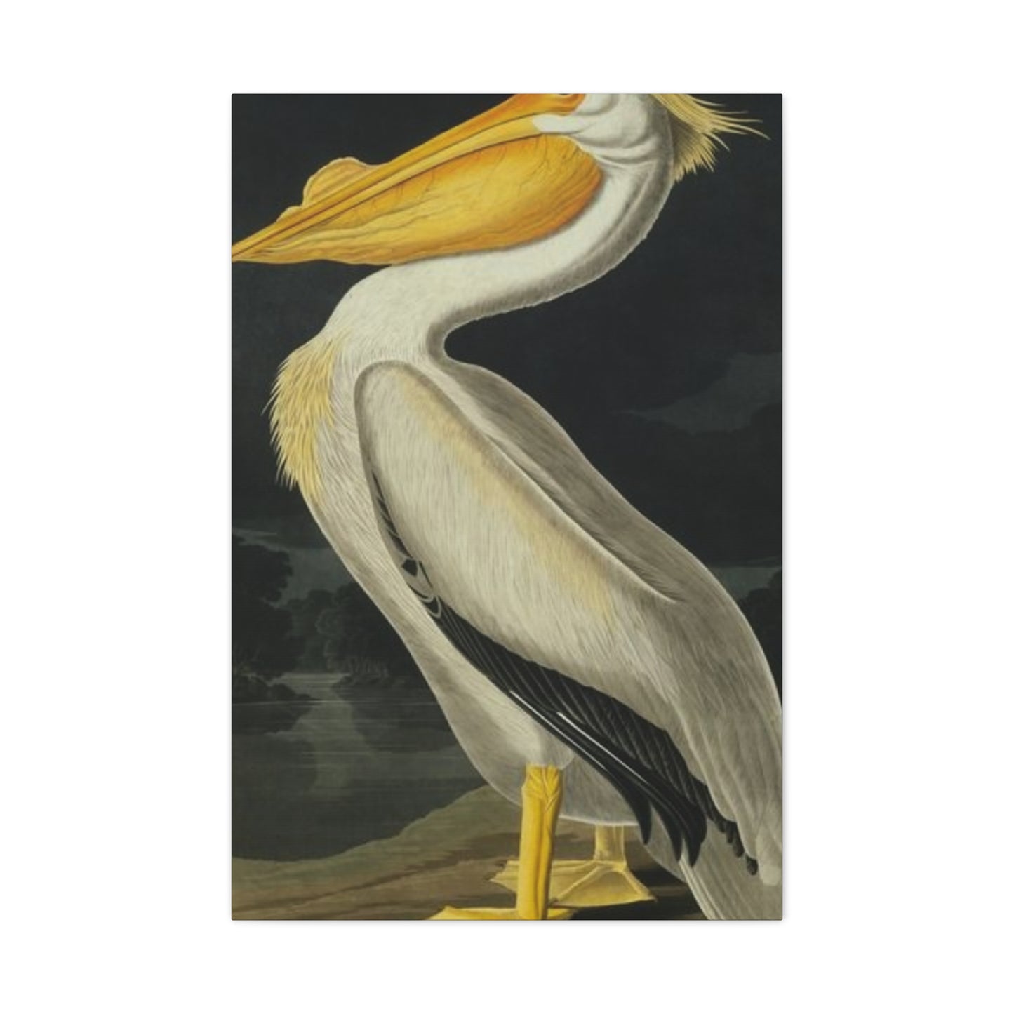 Fat Beak Pelican Painting Wall Art & Canvas Prints