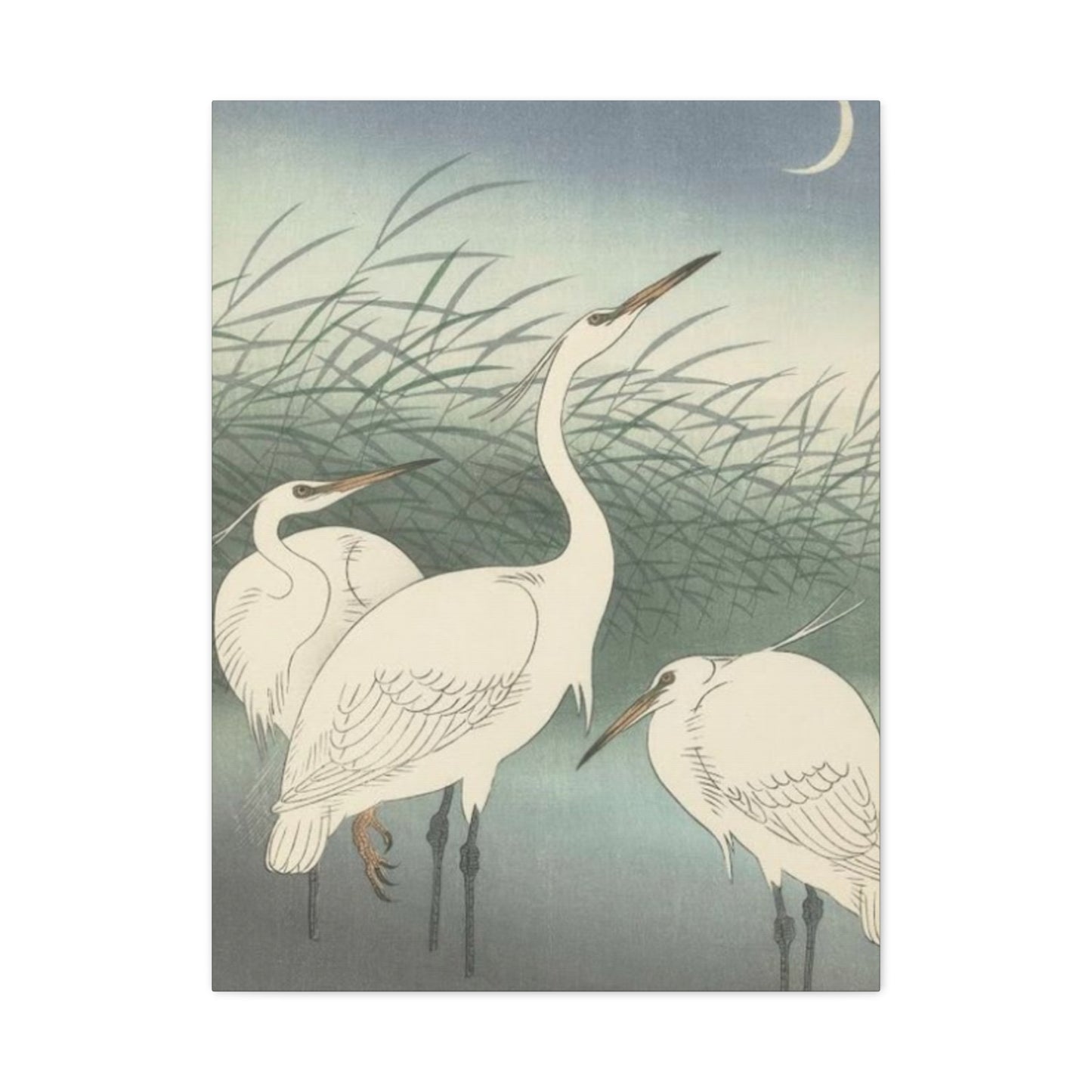 Beautiful Herons Together Wall Art & Canvas Prints