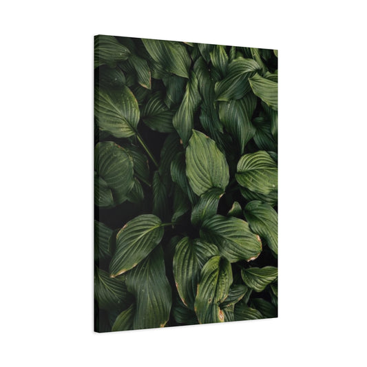 Beautiful Dark Leaves Plant Olive Green Wall Art & Canvas Prints