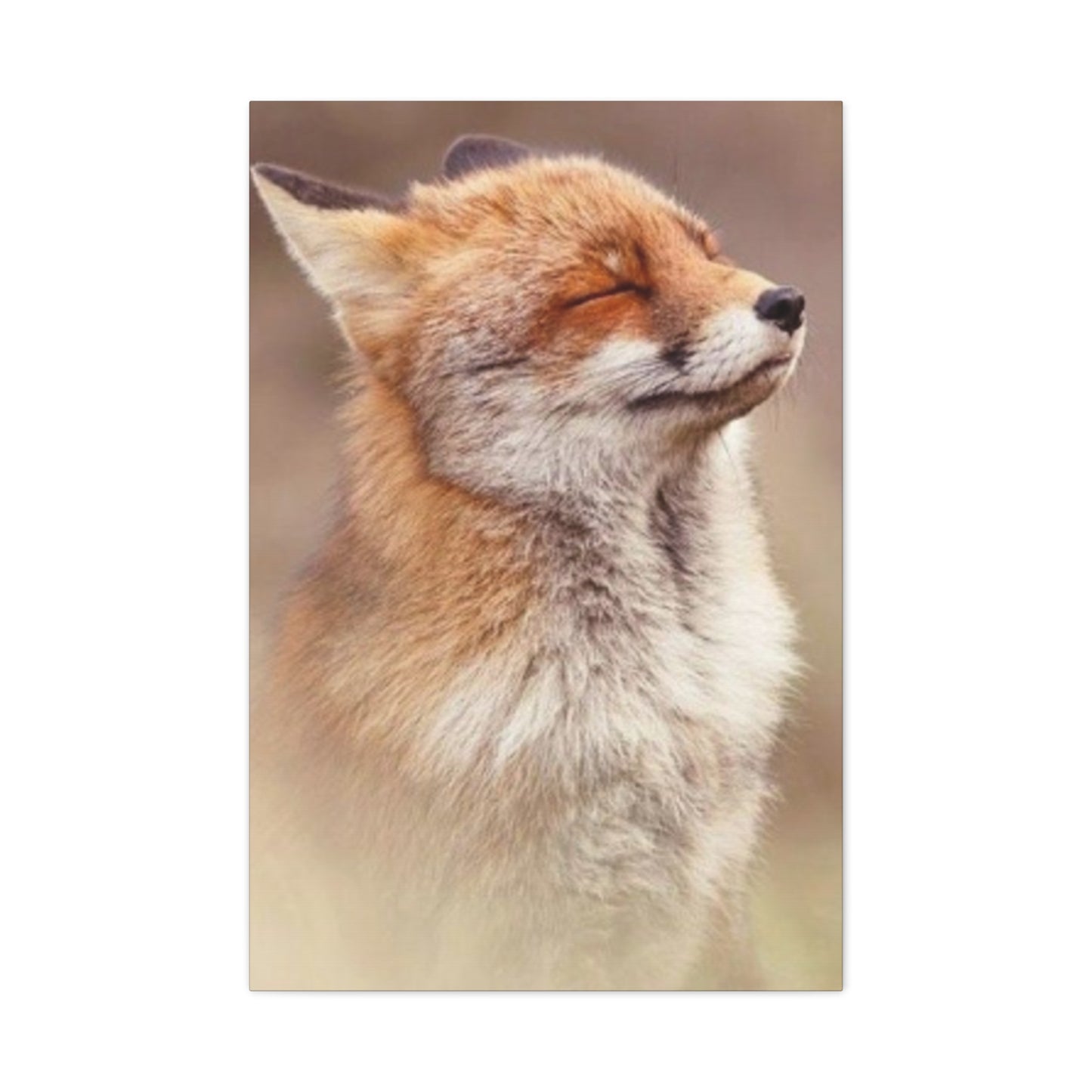 Little Fox Candid Wall Art & Canvas Prints