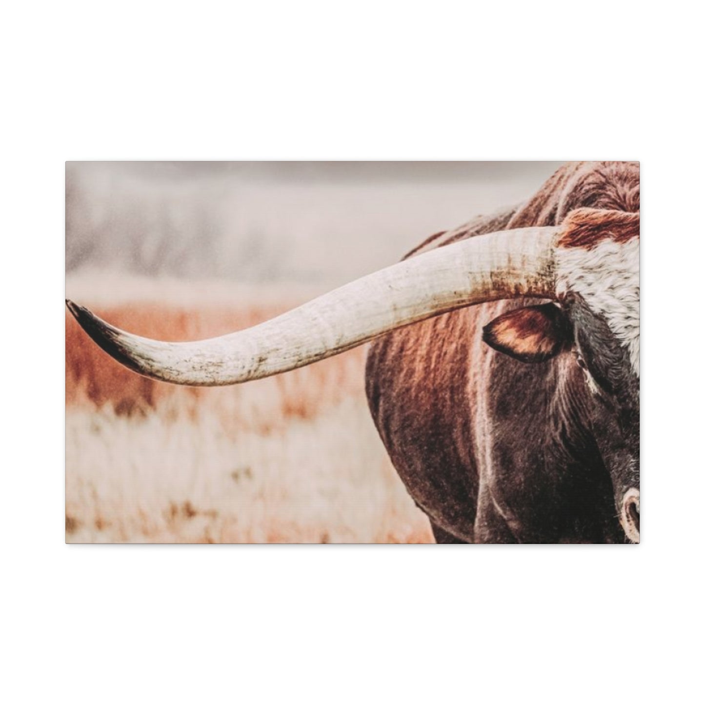 Old Hairy Bull Long Horns Wall Art & Canvas Prints