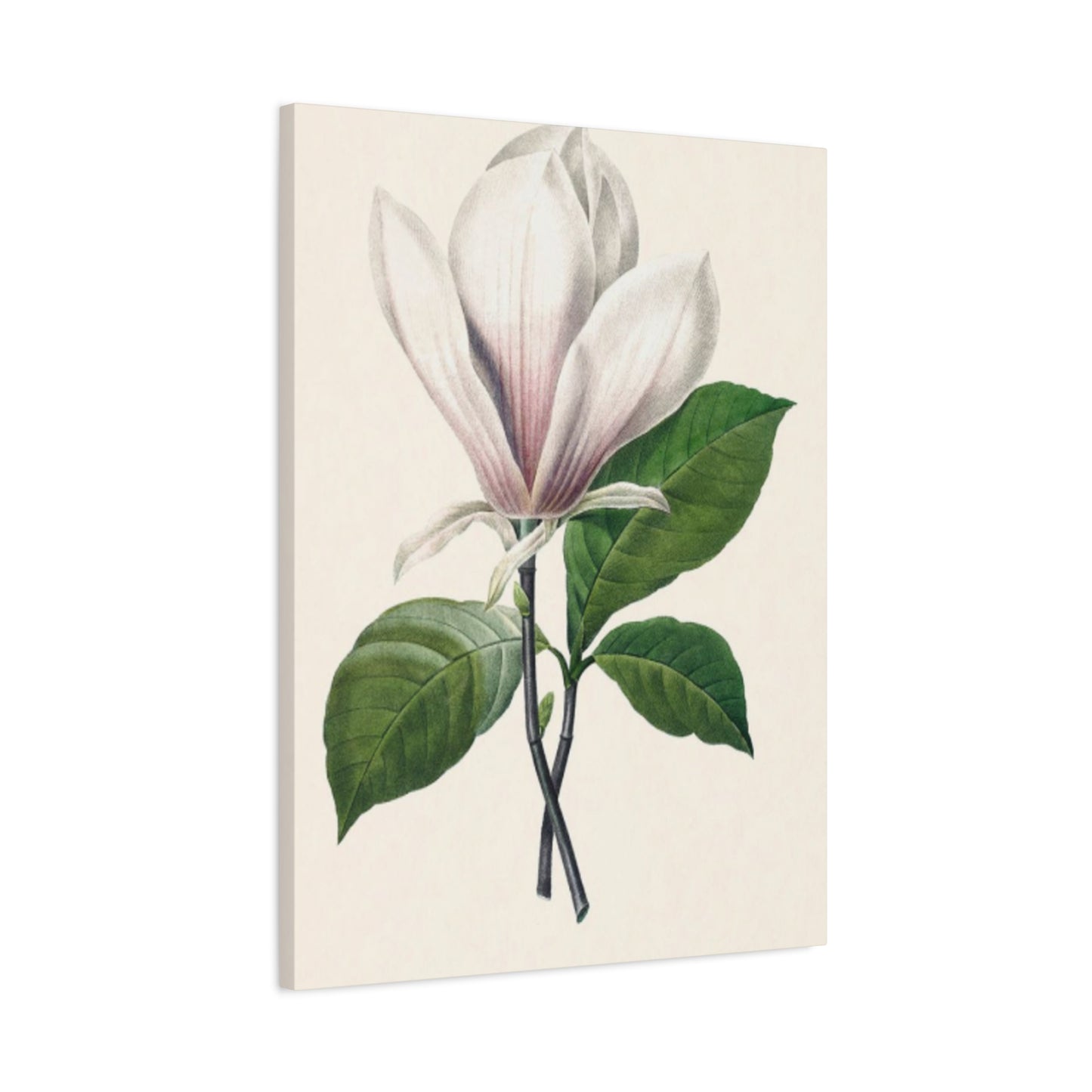 Beautiful Pink Magnolia Flower Painting Wall Art & Canvas Prints